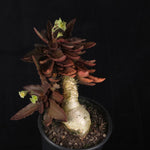 Euphorbia francoisii (WA Prohibited) – Mature Caudex Specimen Plants
