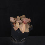 Euphorbia francoisii Hybrids (WA Prohibited) – Selected Juvenile Plants