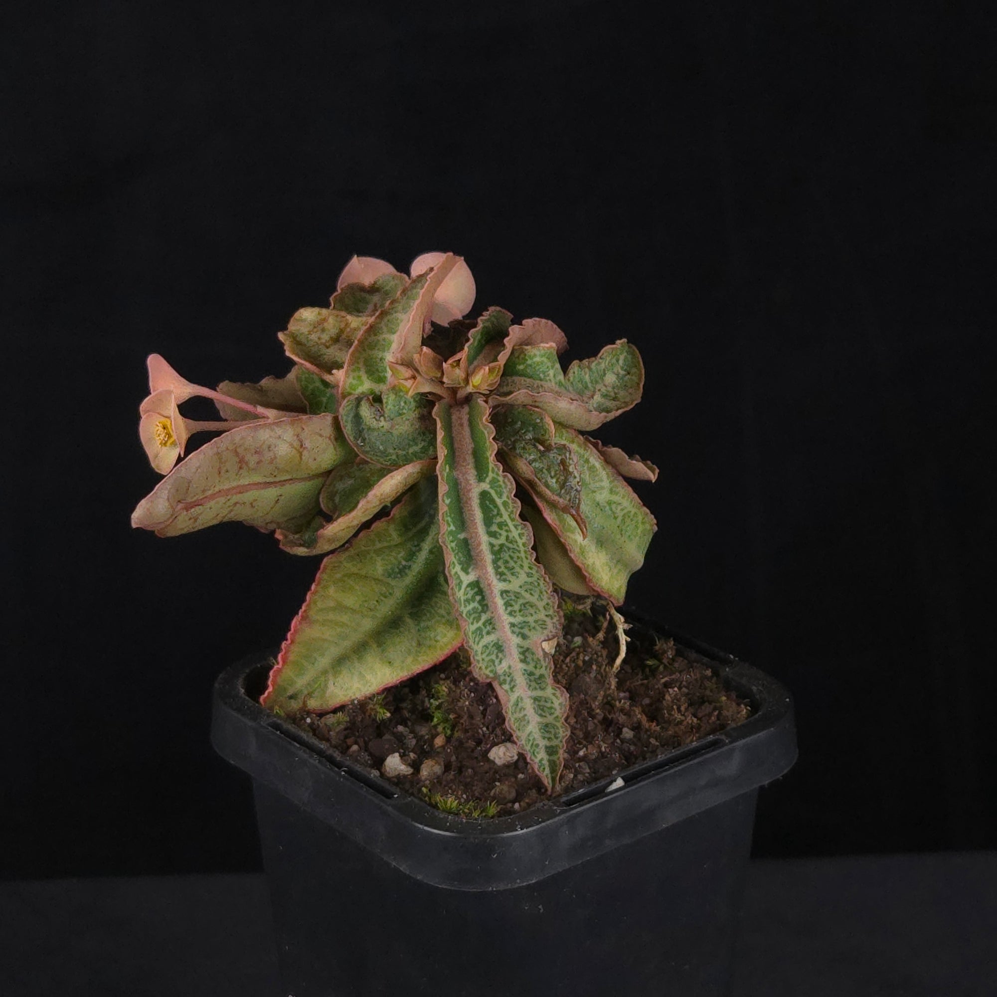 Euphorbia francoisii Hybrids (WA Prohibited) – Selected Juvenile Plants