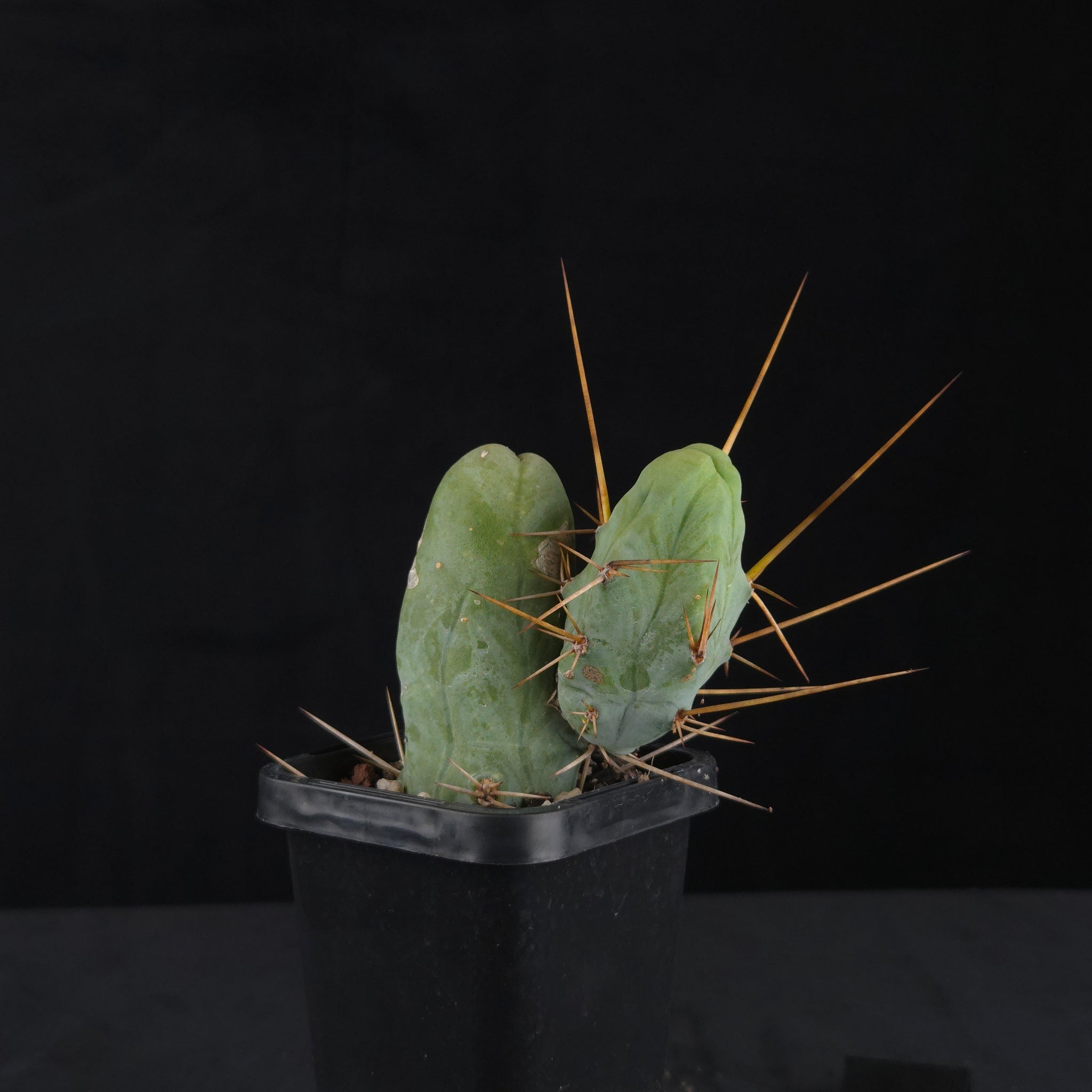 Trichocereus bridgesii f. monstrosa (Penis Cactus)