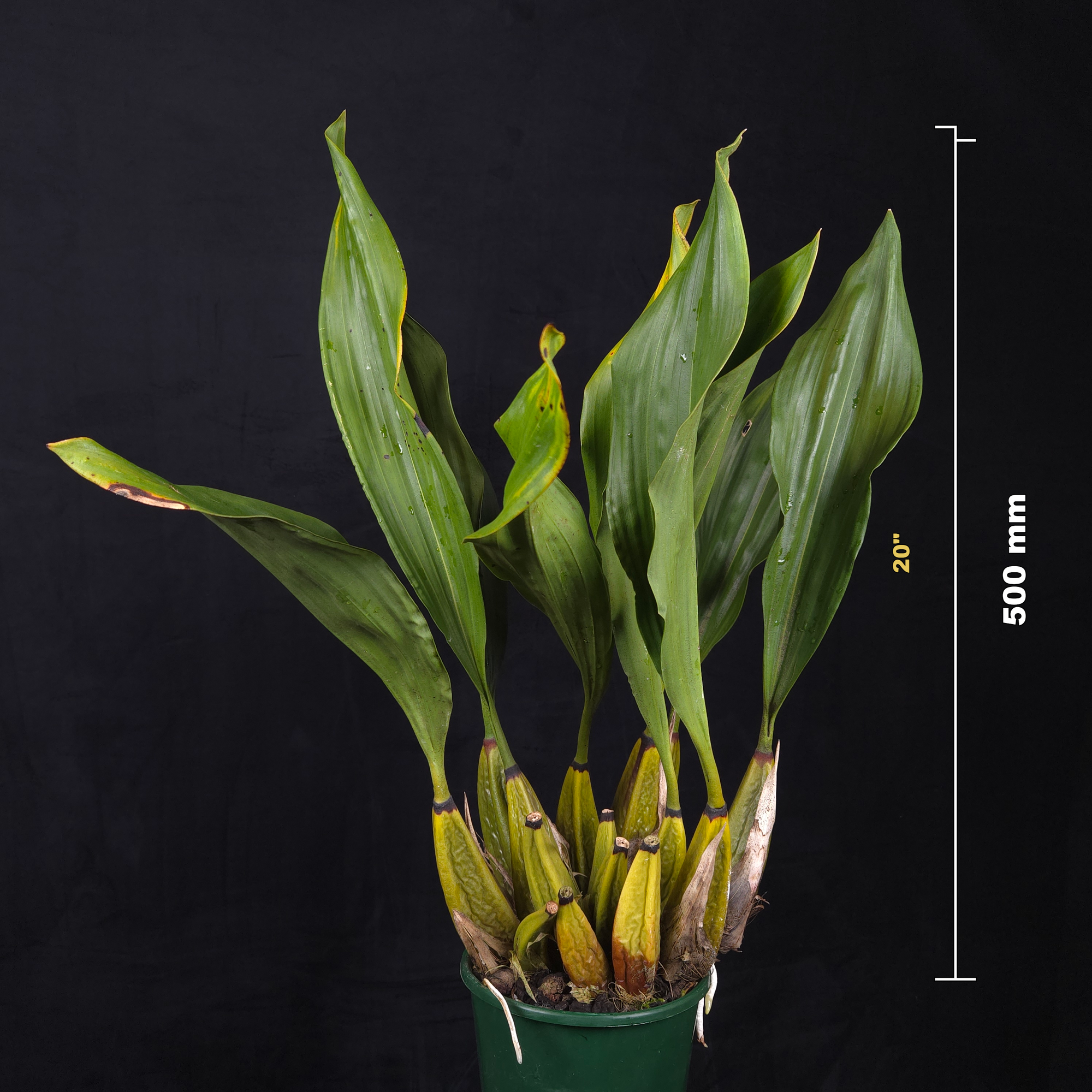Bifrenaria atropurpurea