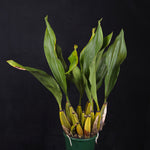 Bifrenaria atropurpurea