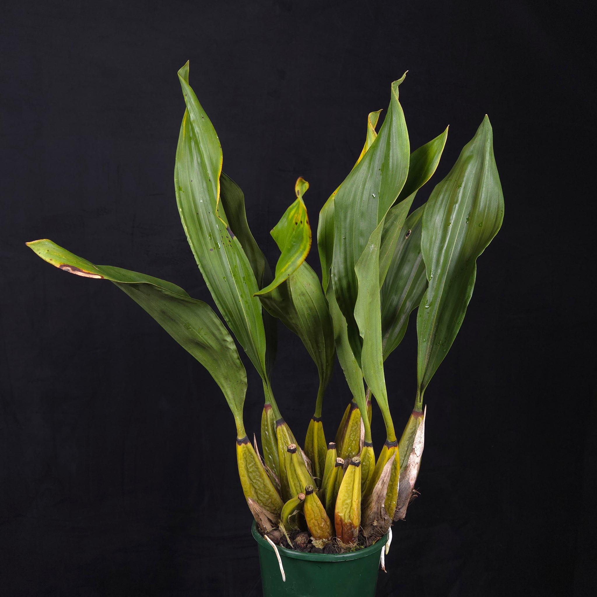 Bifrenaria atropurpurea