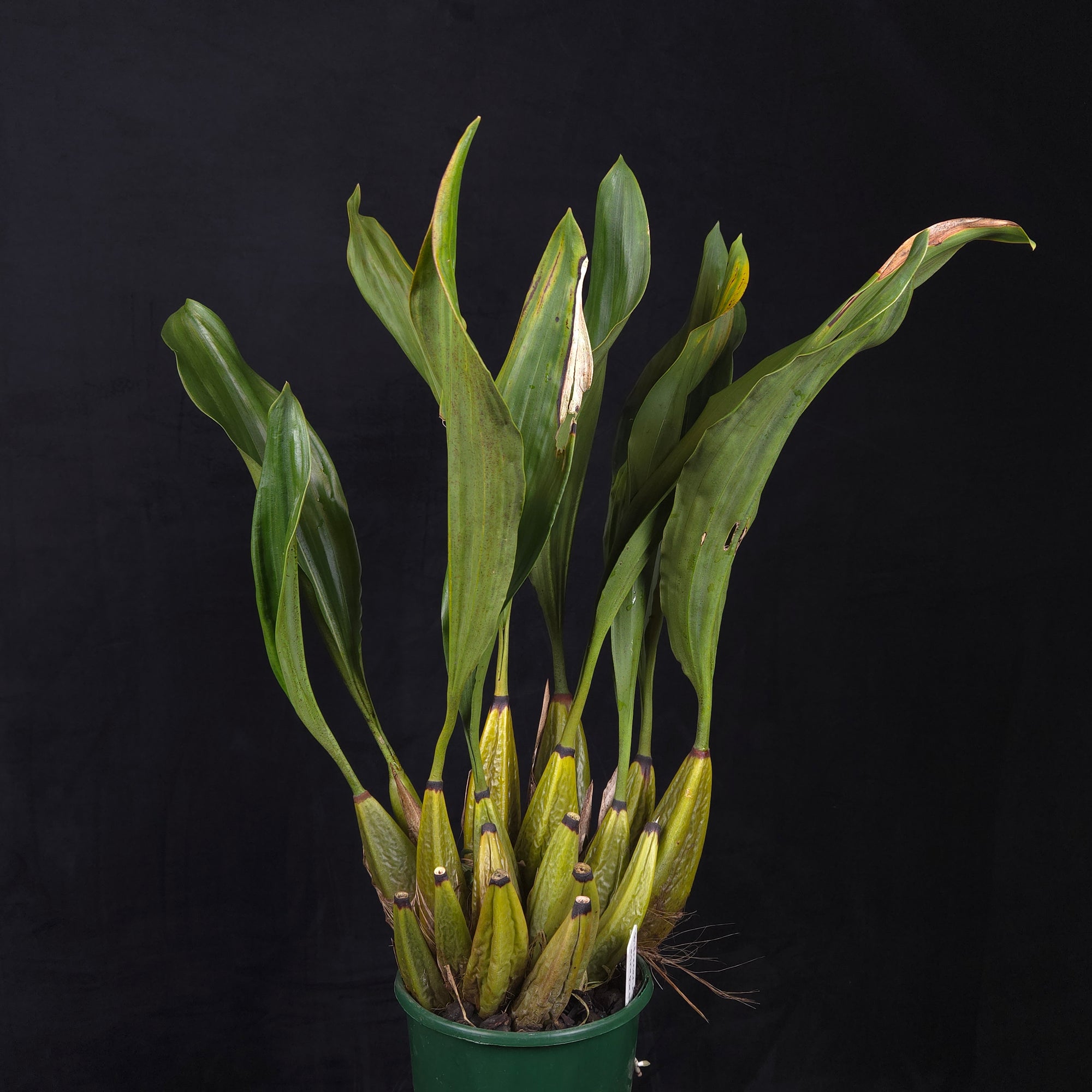 Bifrenaria atropurpurea