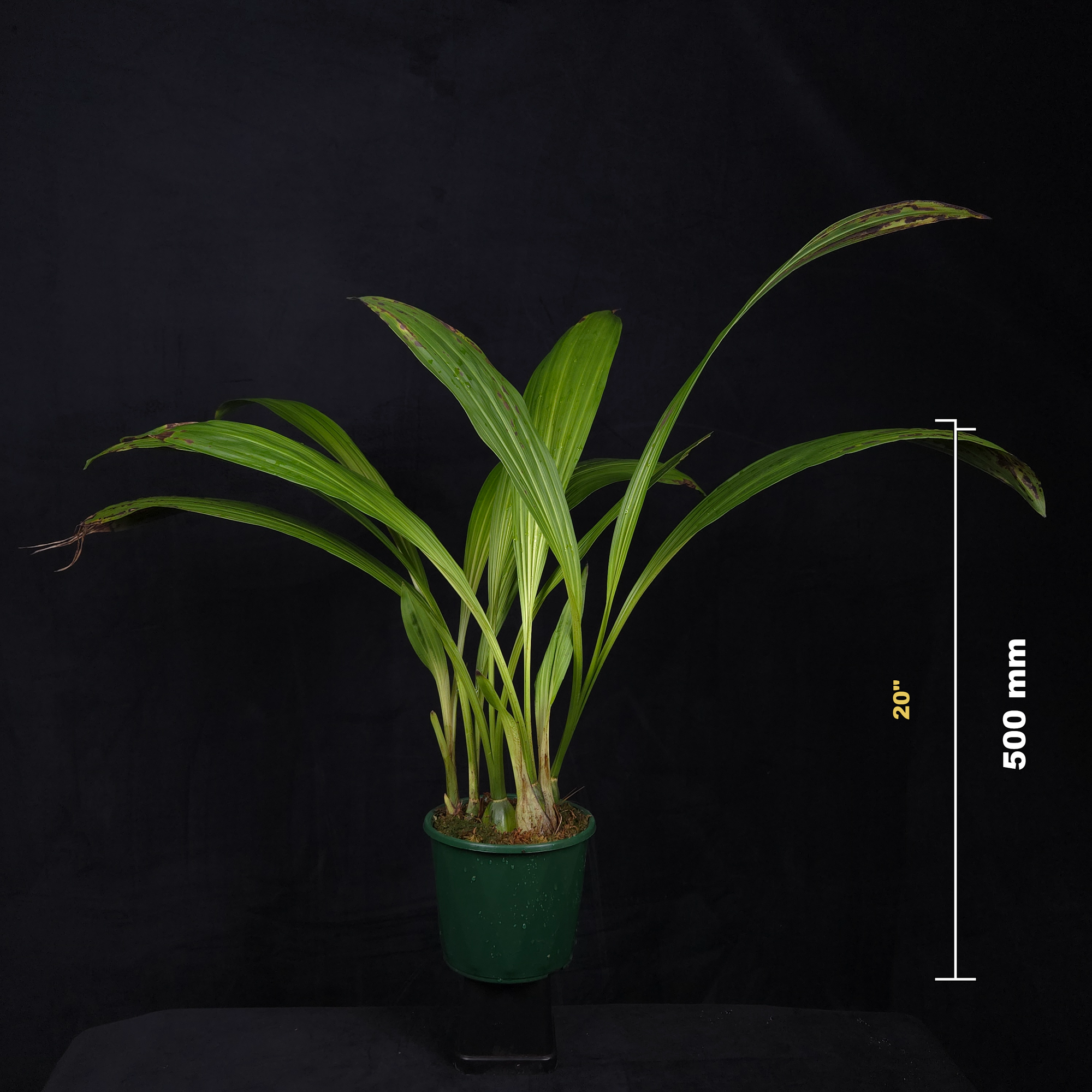 Lycaste ciliata