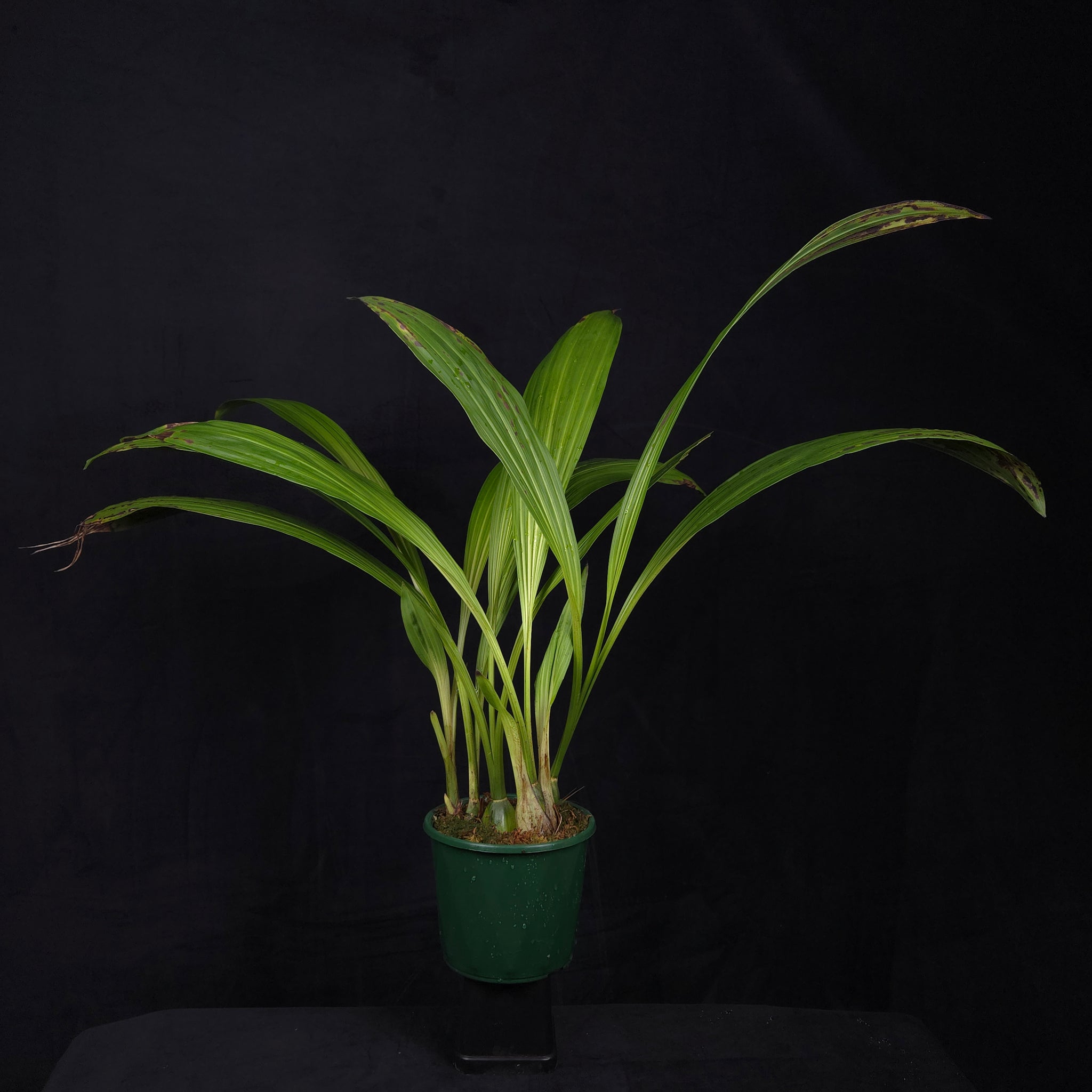 Lycaste ciliata