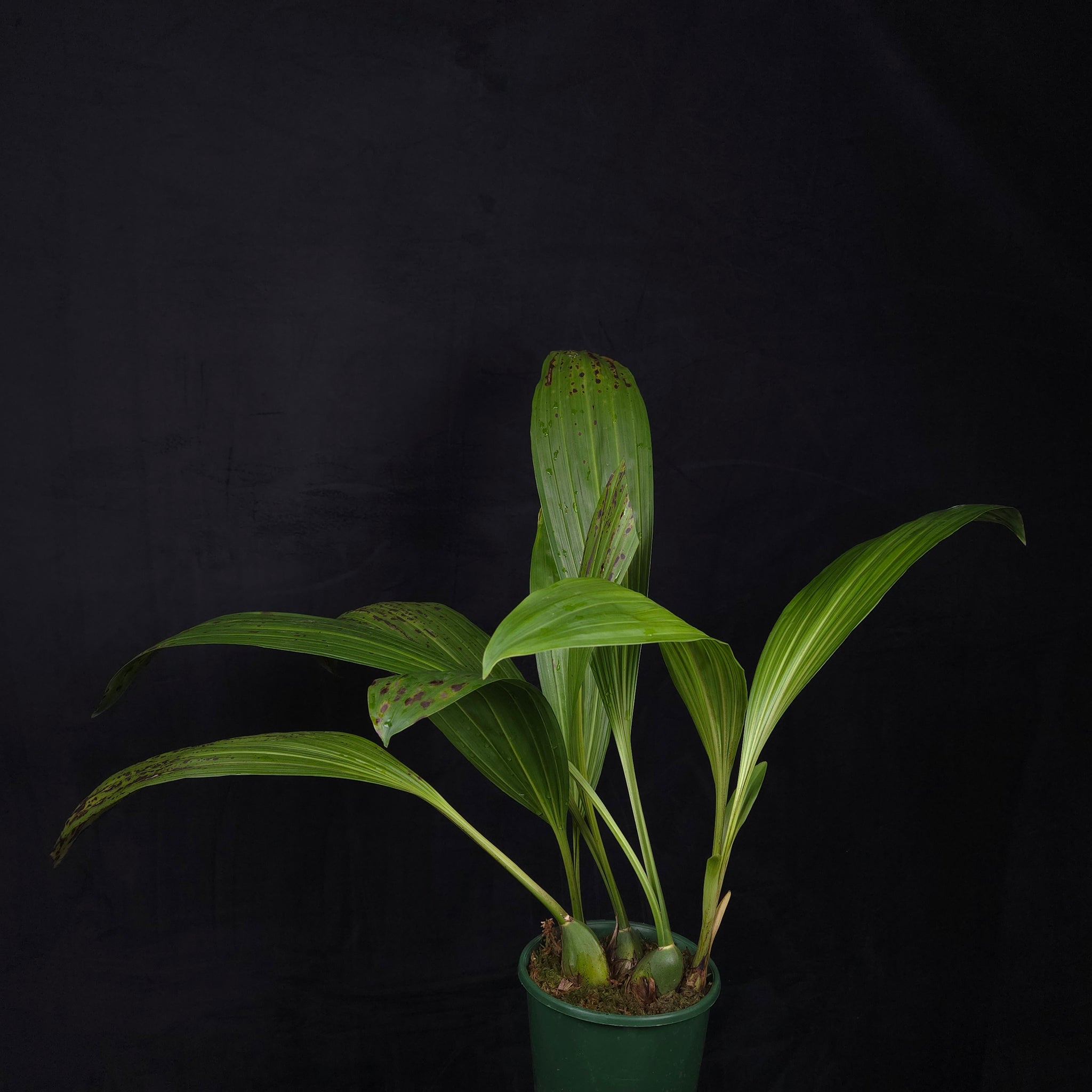 Lycaste ciliata