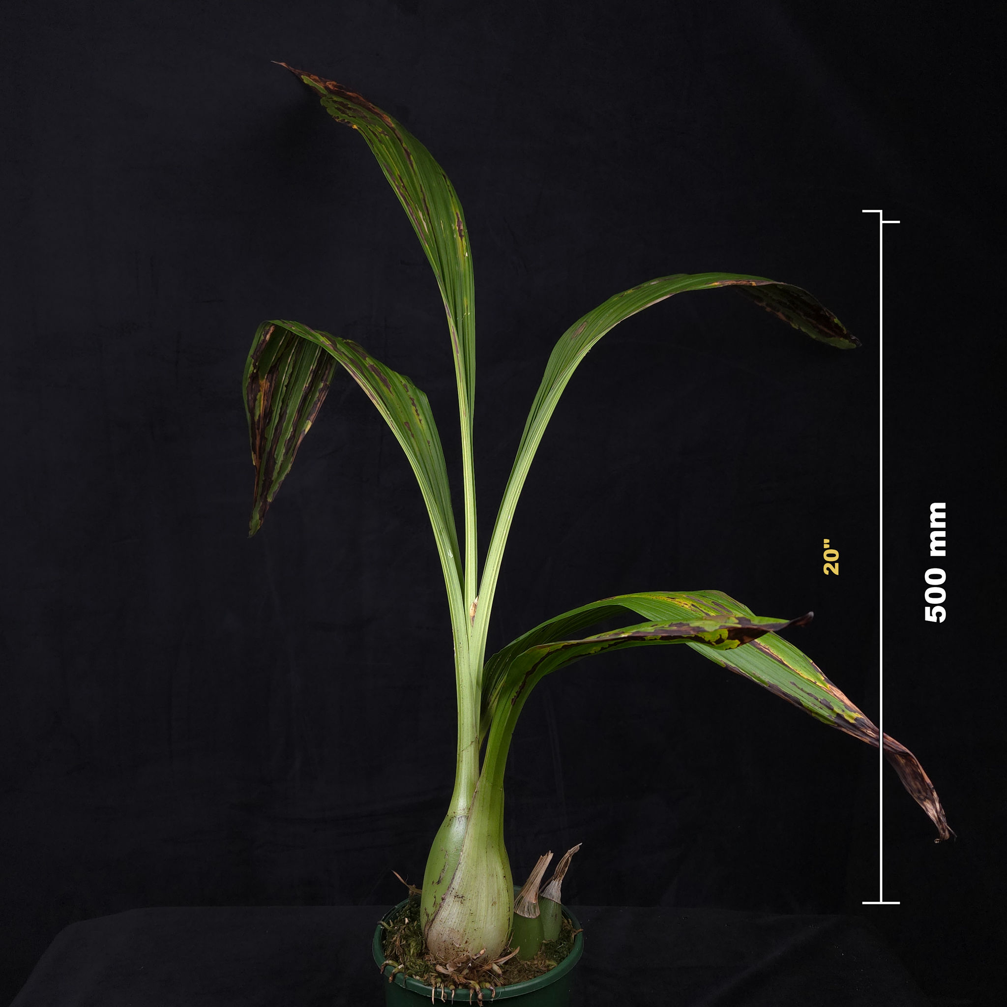 Peristeria elata – Holy Ghost Orchid