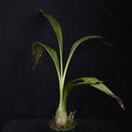 Peristeria elata – Holy Ghost Orchid