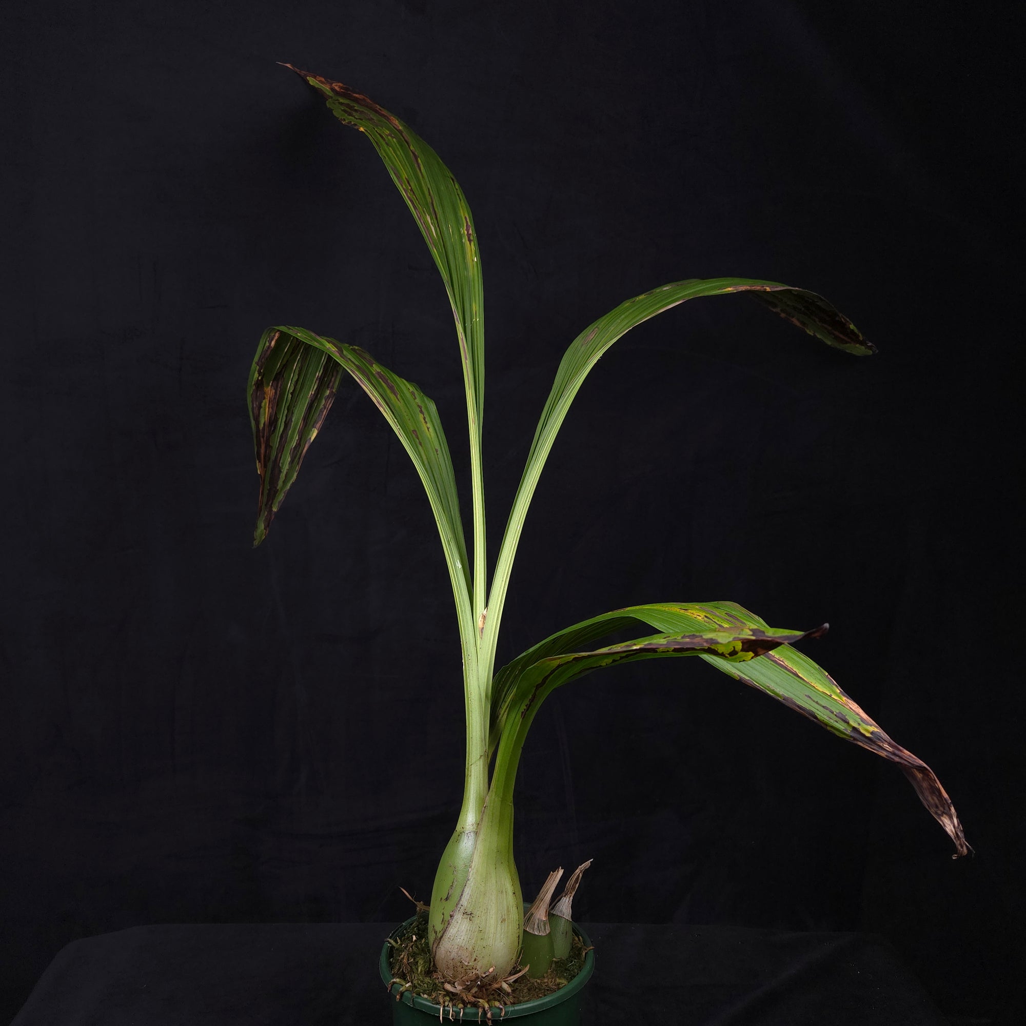 Peristeria elata – Holy Ghost Orchid