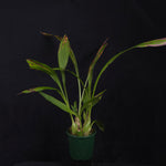 Peristeria elata – Holy Ghost Orchid