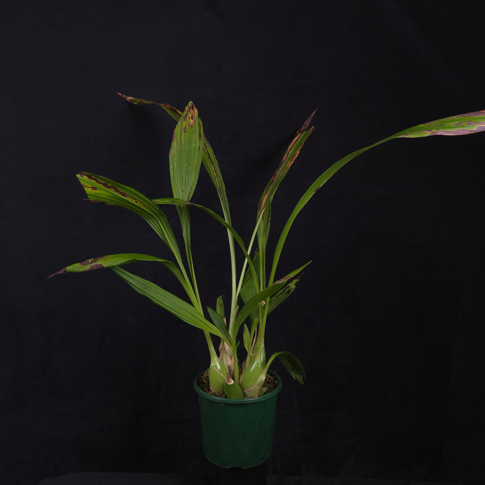 Peristeria elata – Holy Ghost Orchid