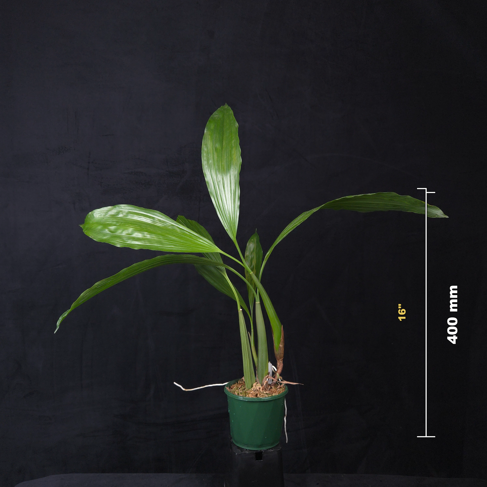Coelogyne rochussenii