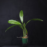 Coelogyne rochussenii