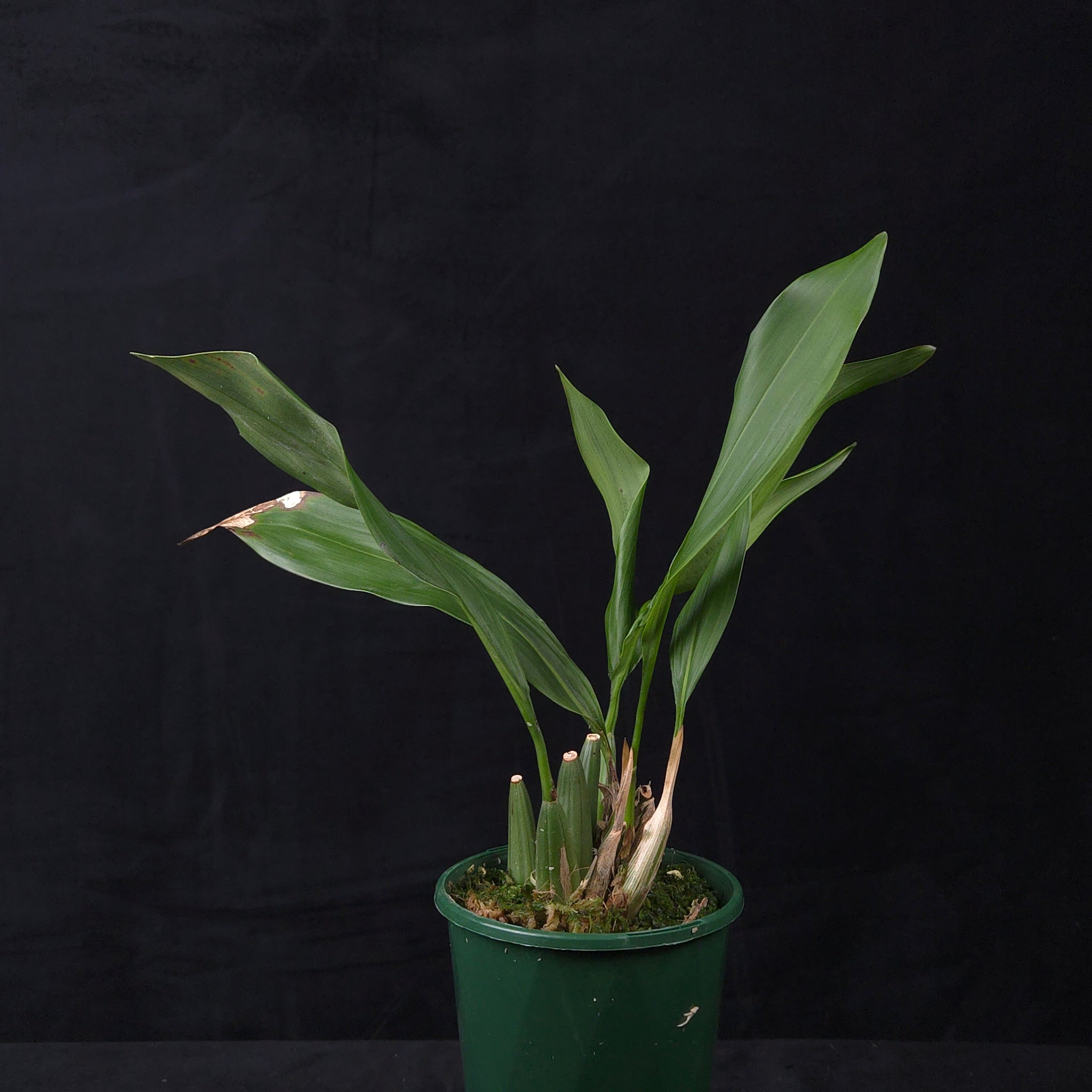 Coelogyne cobbiana (syn. Dendrochilum cobbianum)