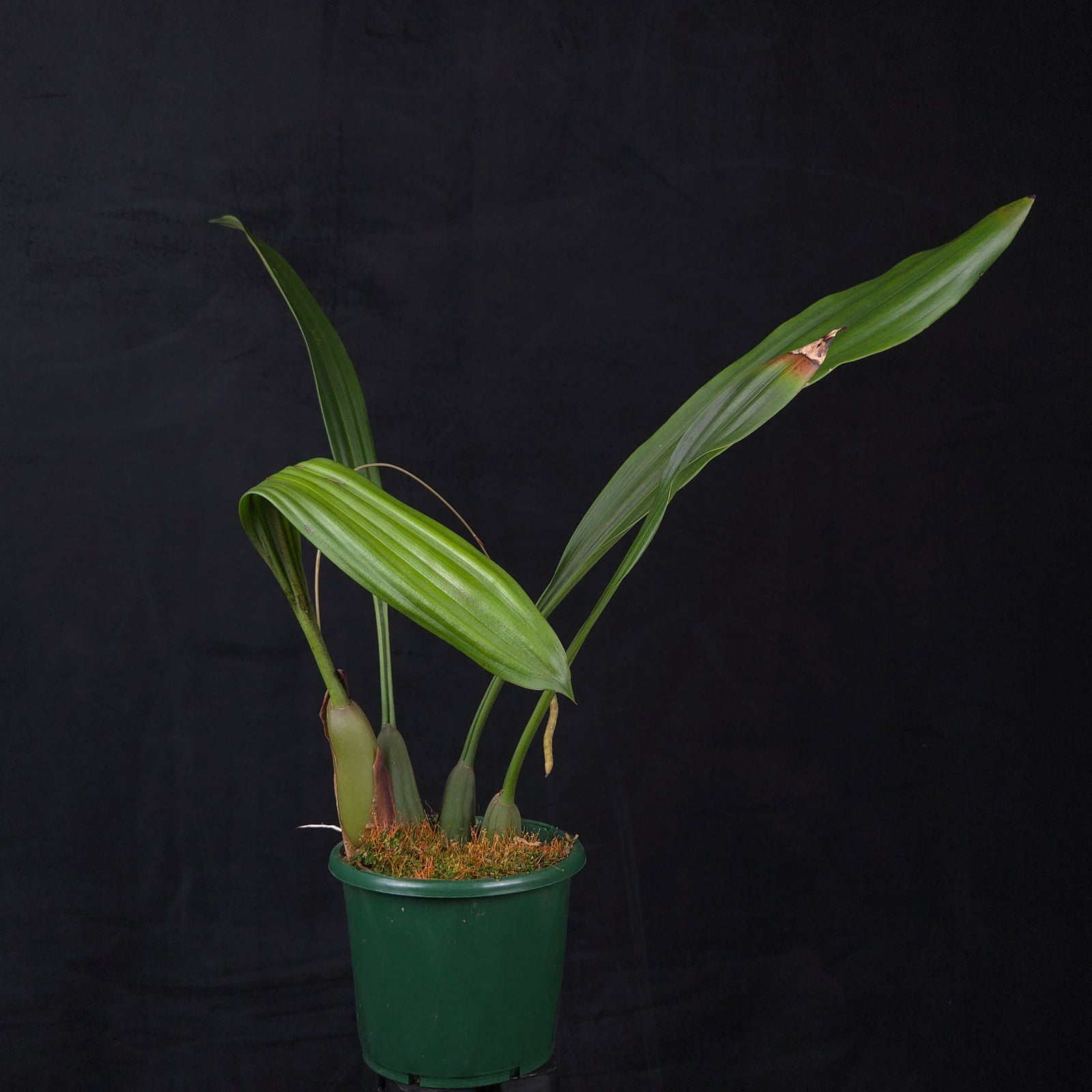 Coelogyne imbricata (Syn. Pholidota imbricata)