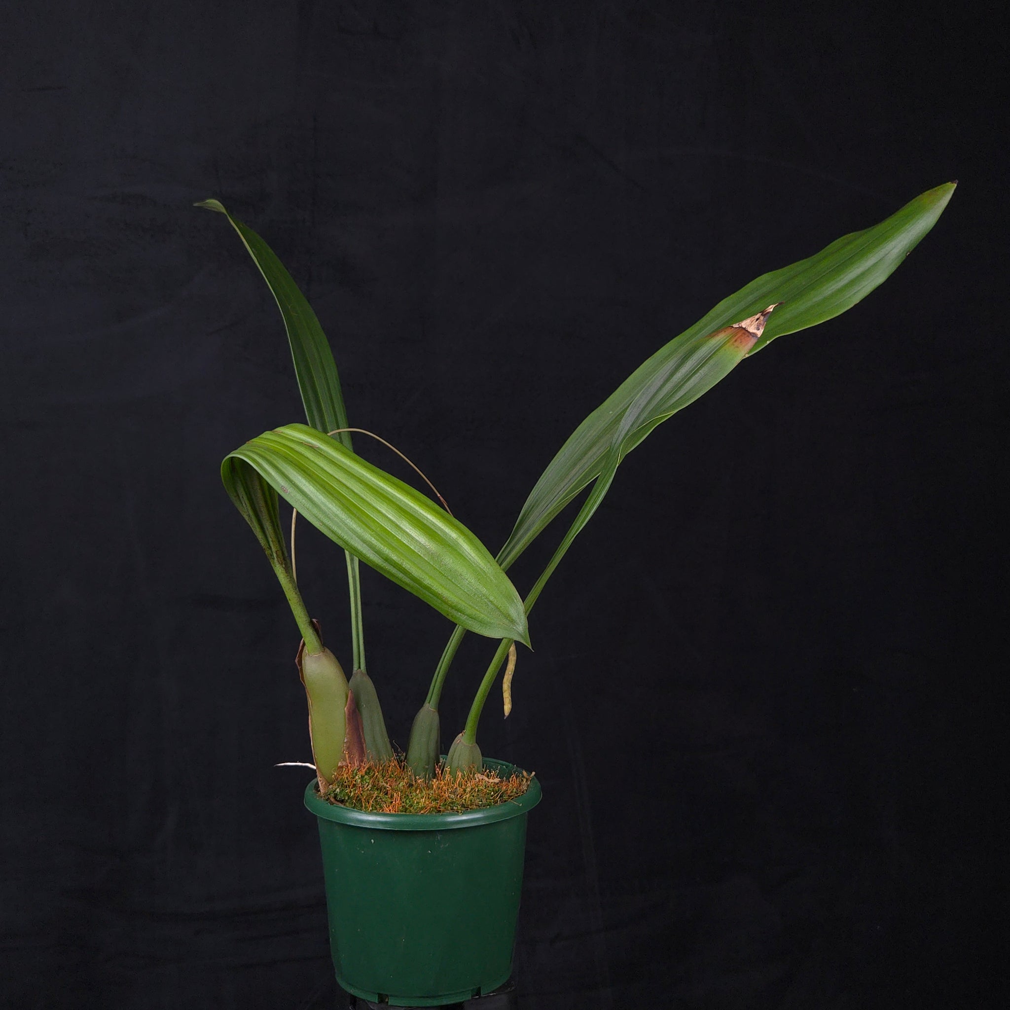 Coelogyne imbricata (Syn. Pholidota imbricata)