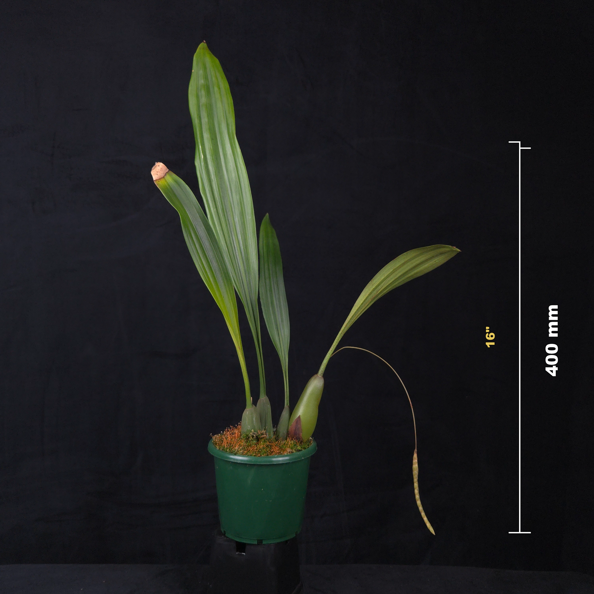 Coelogyne imbricata (Syn. Pholidota imbricata)