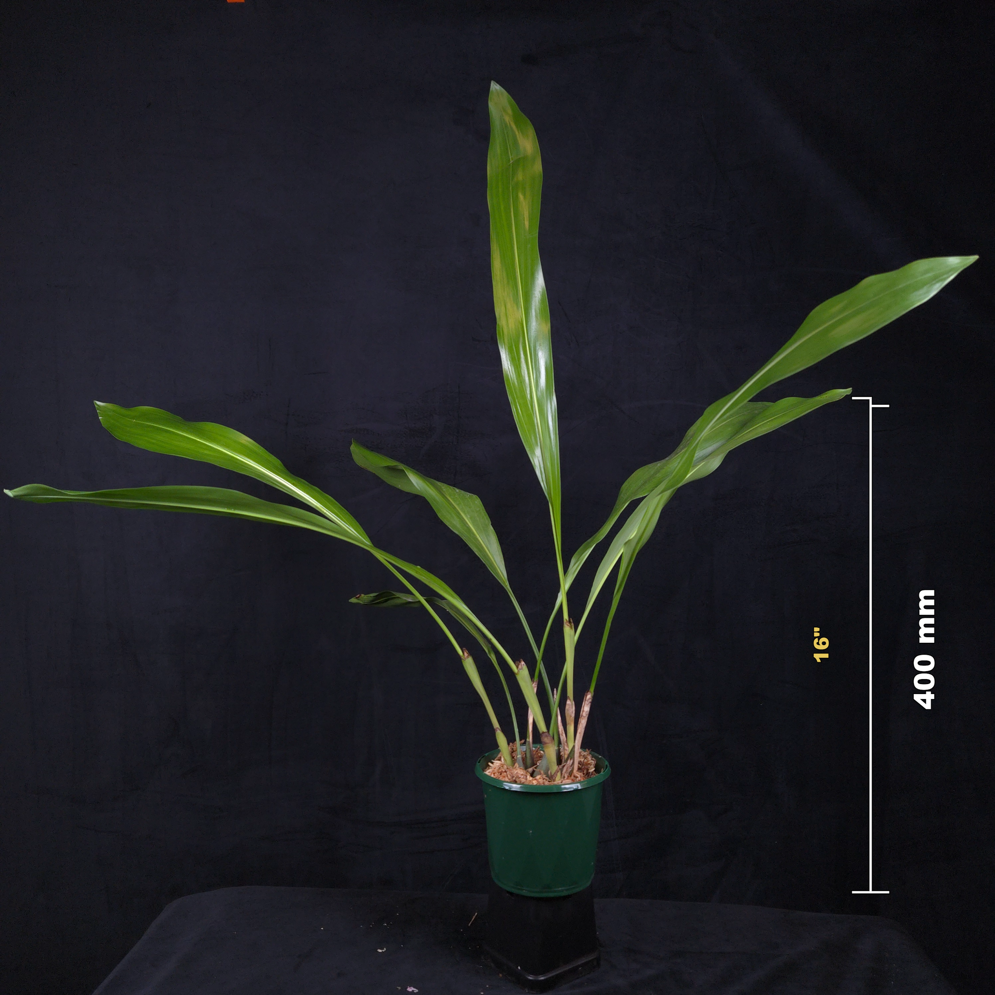 Coelogyne magnum 'Golden Rod' (Syn. Dendrochilum)