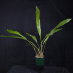 Coelogyne magnum 'Golden Rod' (Syn. Dendrochilum)