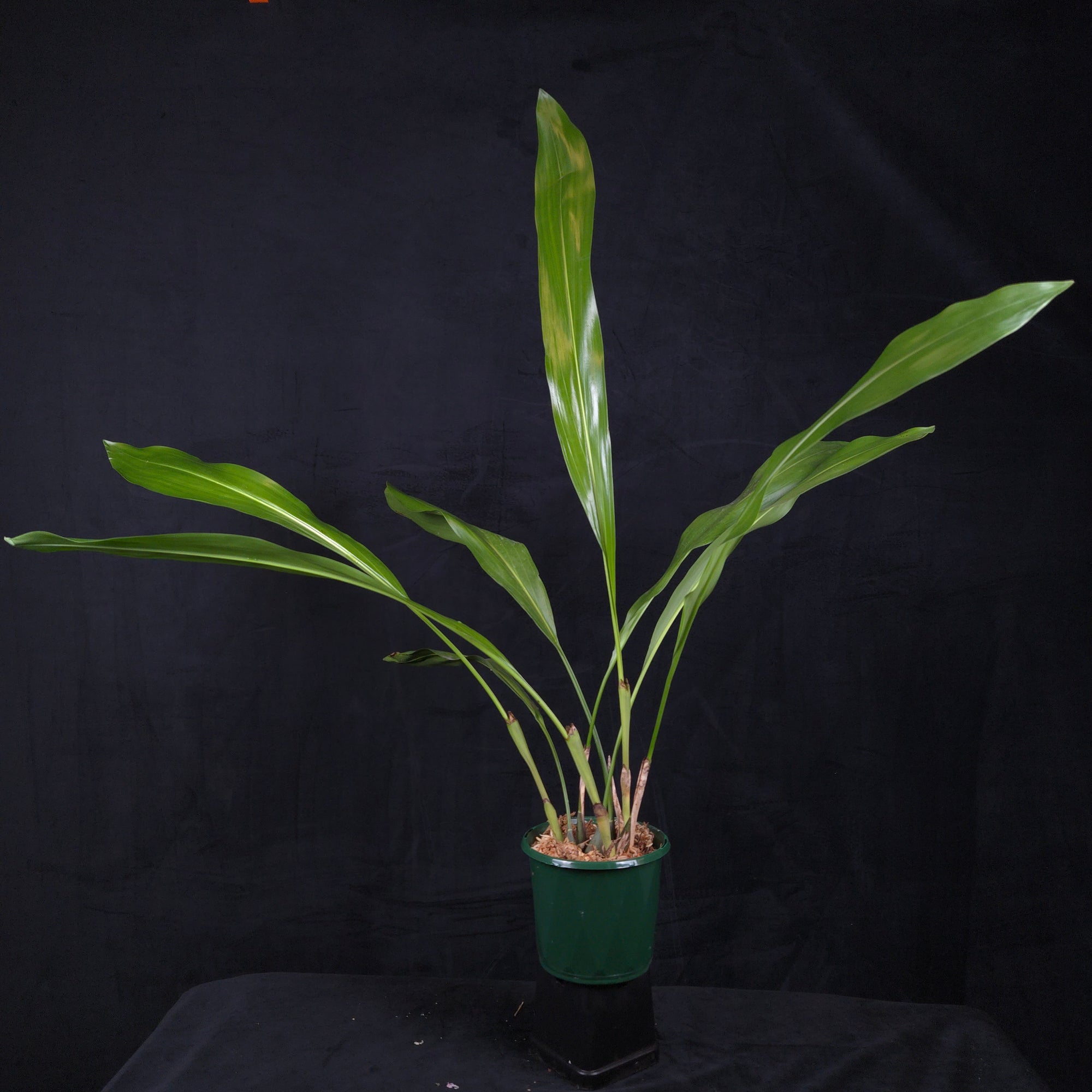 Coelogyne magnum 'Golden Rod' (Syn. Dendrochilum)