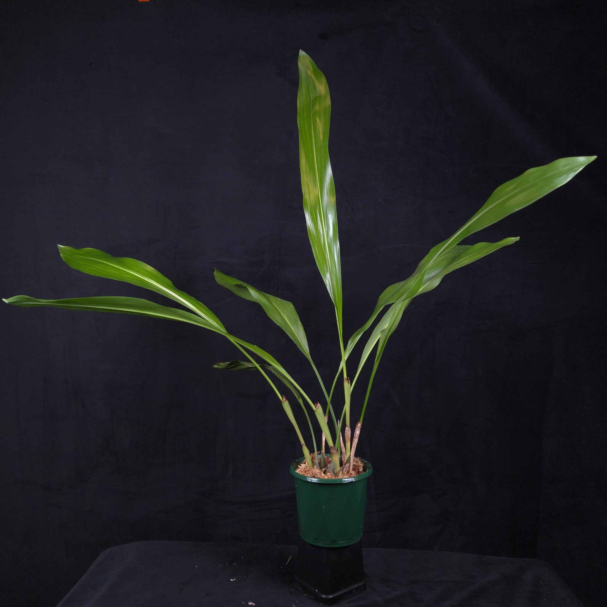 Coelogyne magnum 'Golden Rod' (Syn. Dendrochilum)
