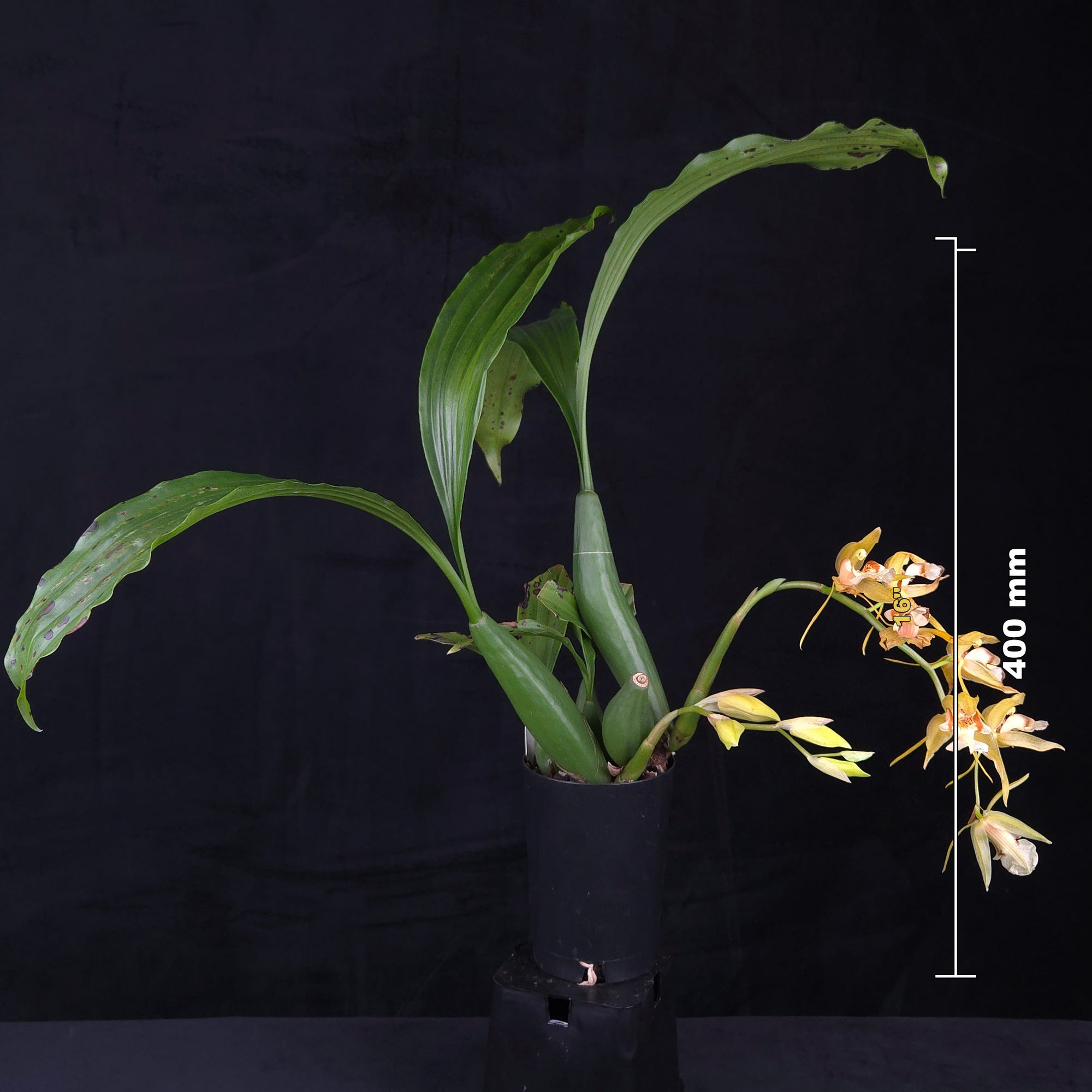 Coelogyne fuscescens