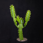 Euphorbia antiquorum (WA Prohibited)