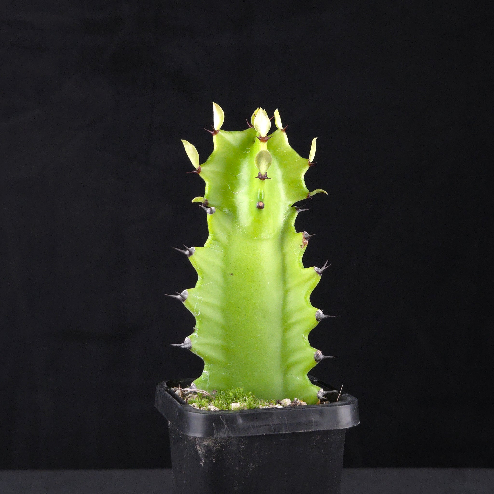 Euphorbia antiquorum (WA Prohibited)