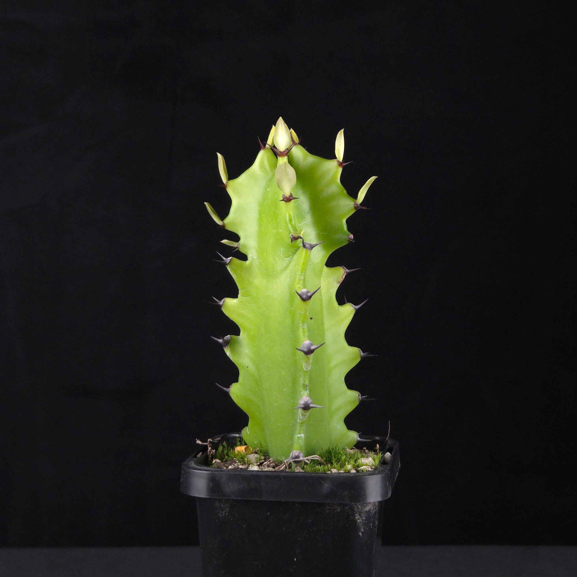 Euphorbia antiquorum (WA Prohibited)