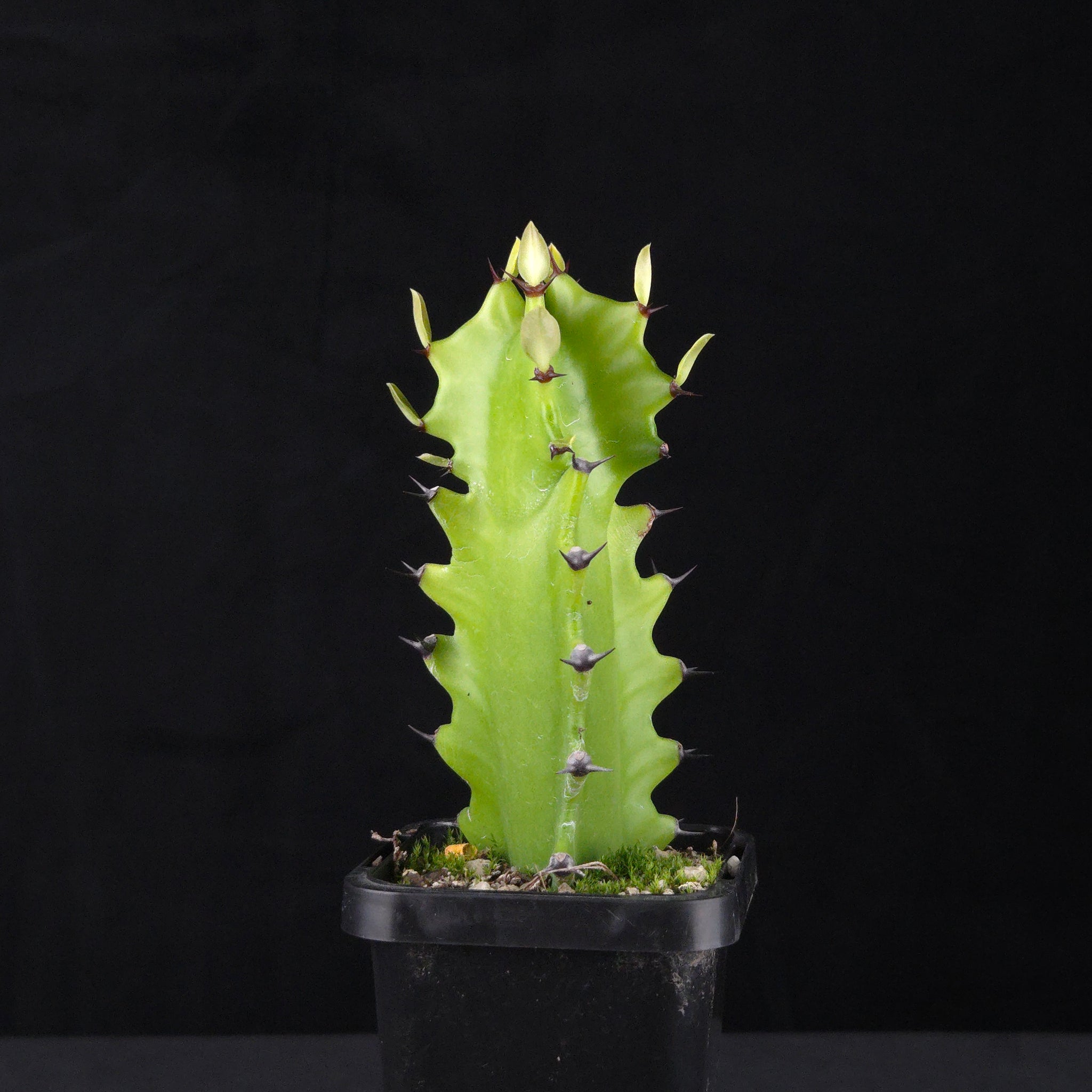 Euphorbia antiquorum (WA Prohibited)