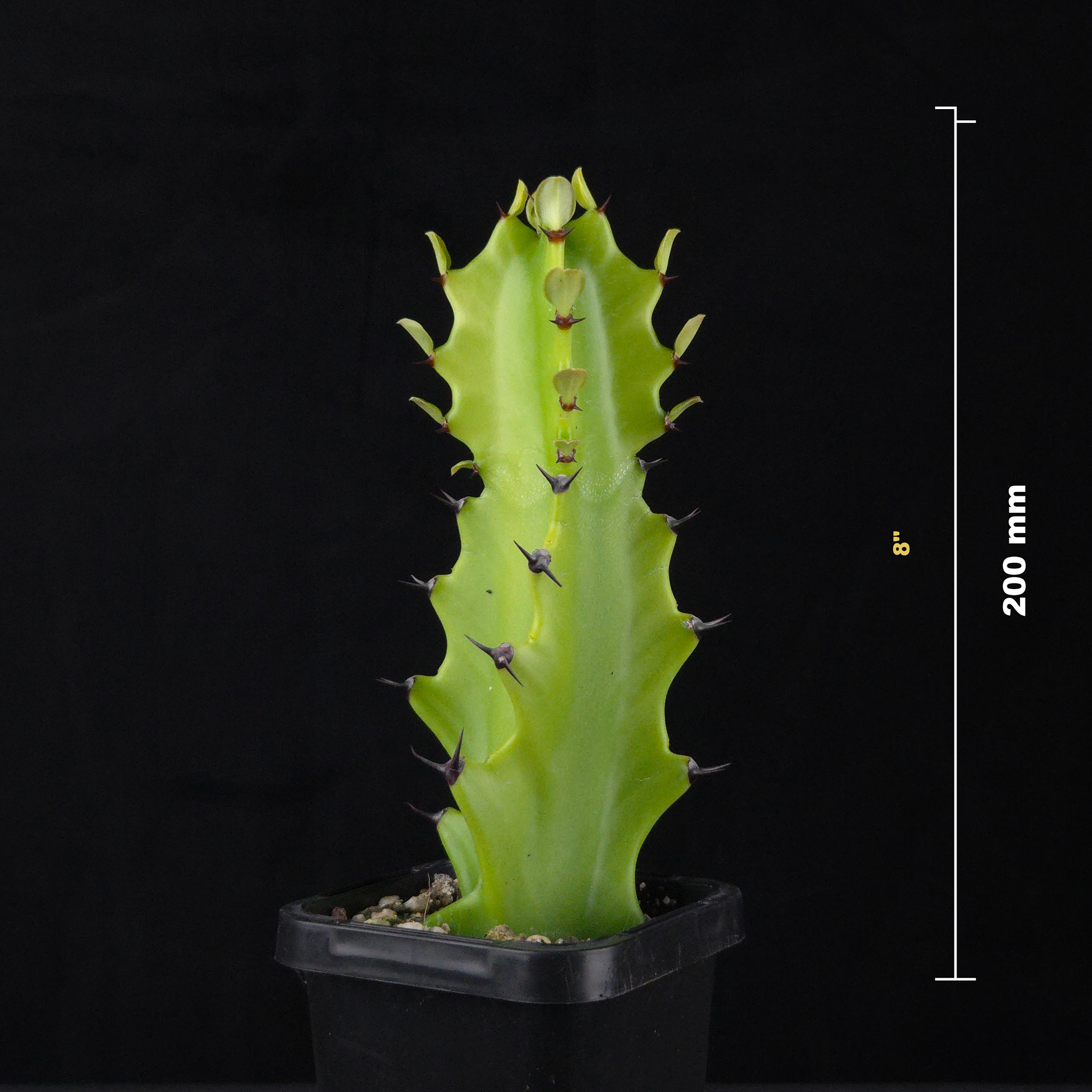Euphorbia antiquorum (WA Prohibited)