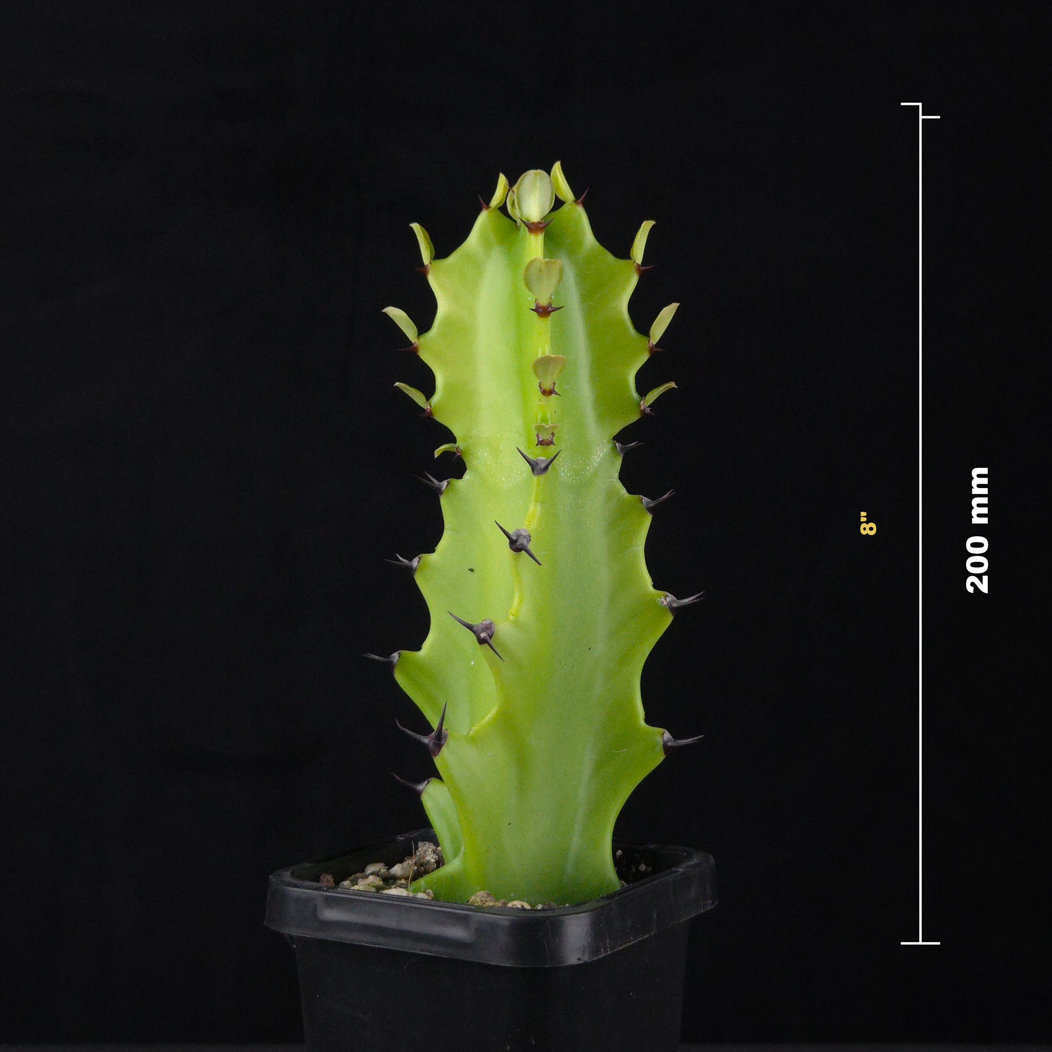 Euphorbia antiquorum (WA Prohibited)