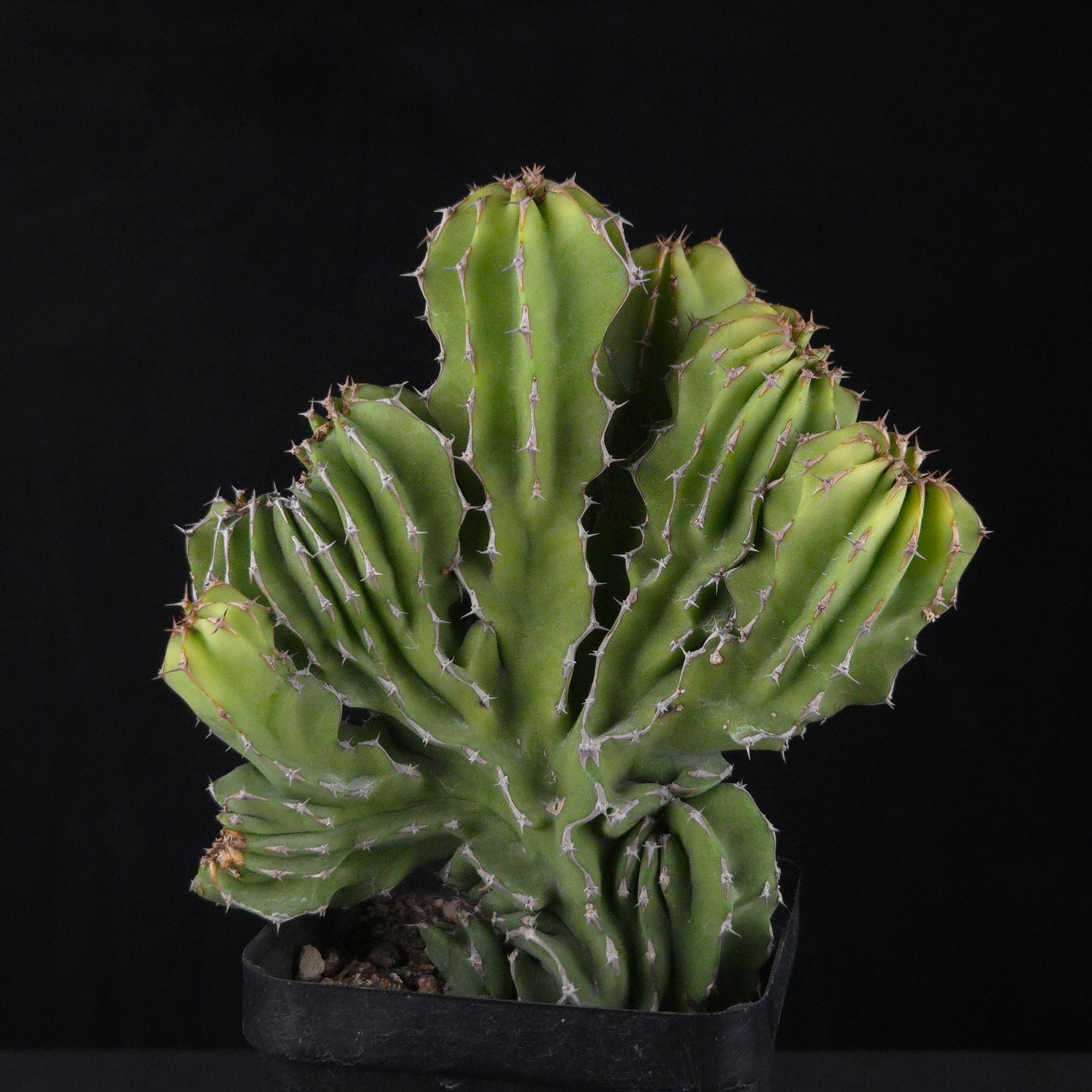 Euphorbia kibwezensis (WA prohibited)