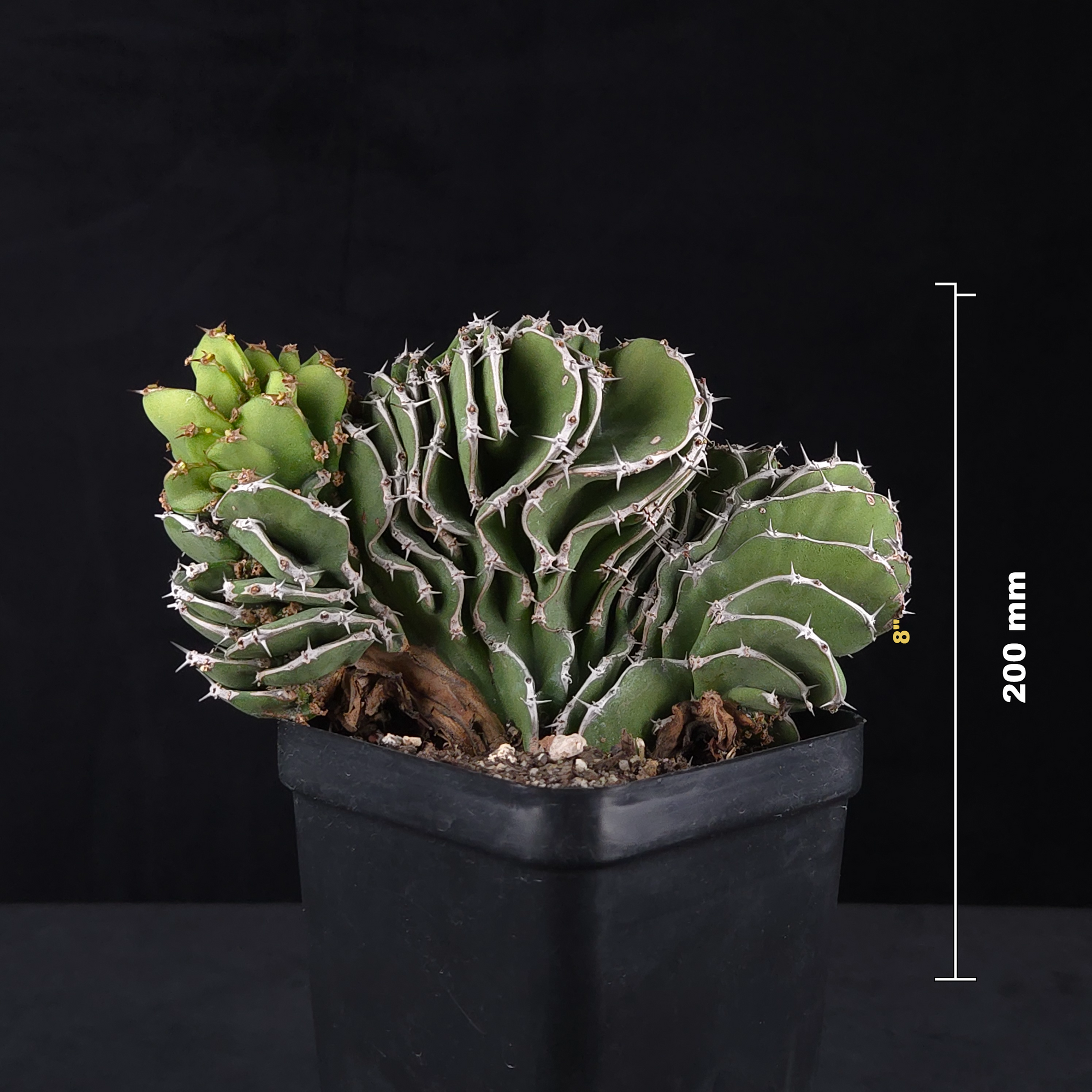 Euphorbia kibwezensis (WA prohibited)
