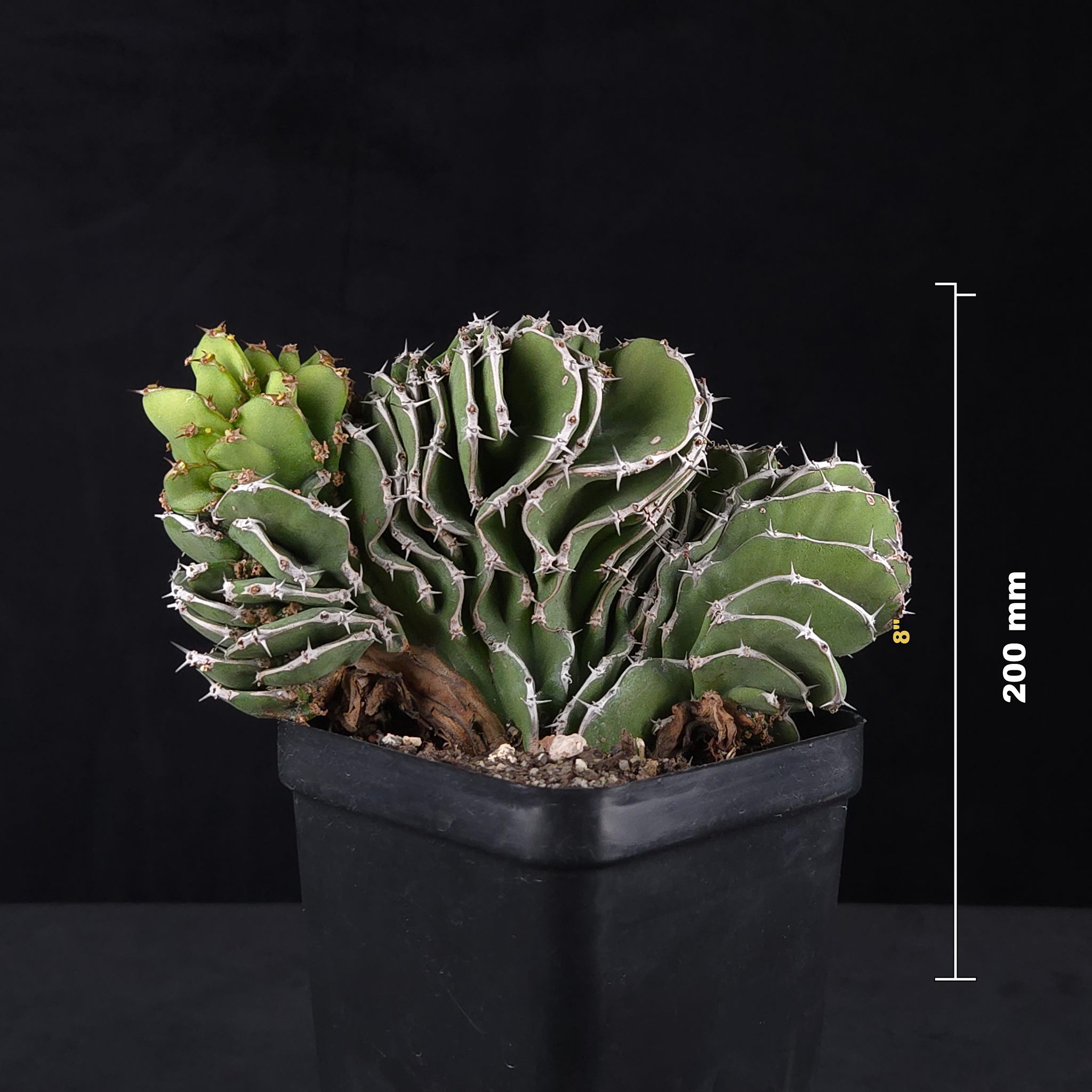 Euphorbia kibwezensis (WA prohibited)