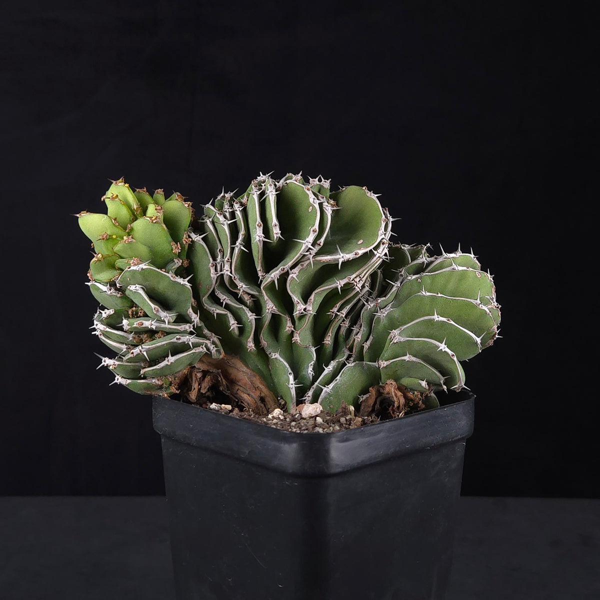 Euphorbia kibwezensis (WA prohibited)