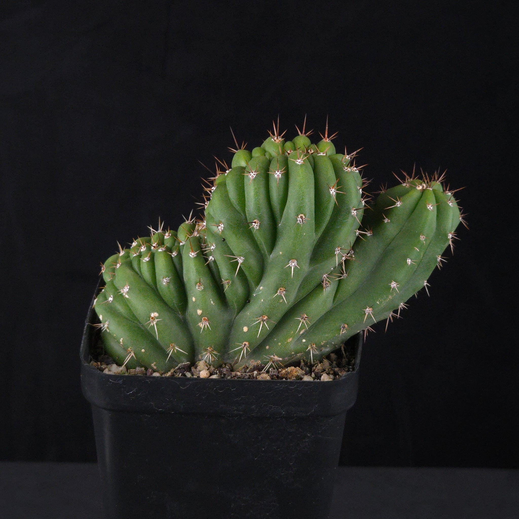 Trichocereus peruvianus 'Twister' (syn. Echinopsis macrogona)