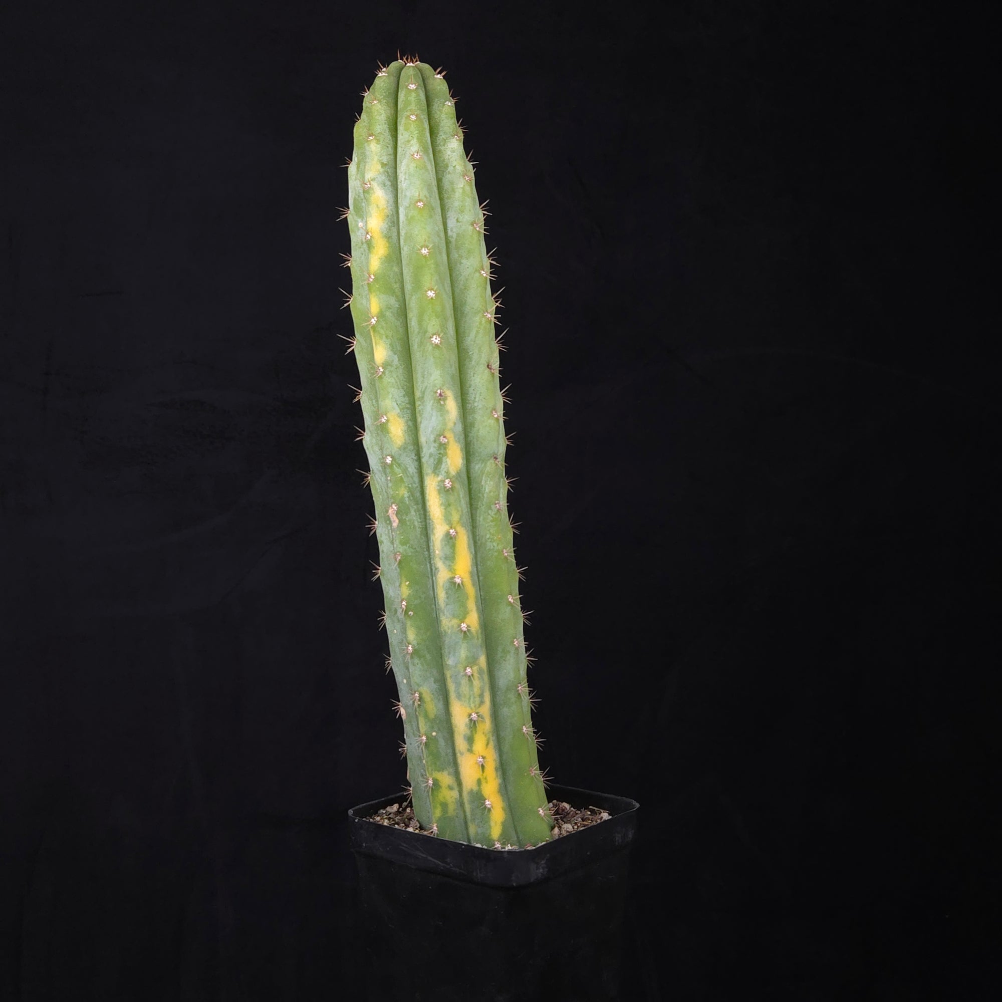 Echinopsis peruvianus f. variegata (syn. Echinopsis macrogona)