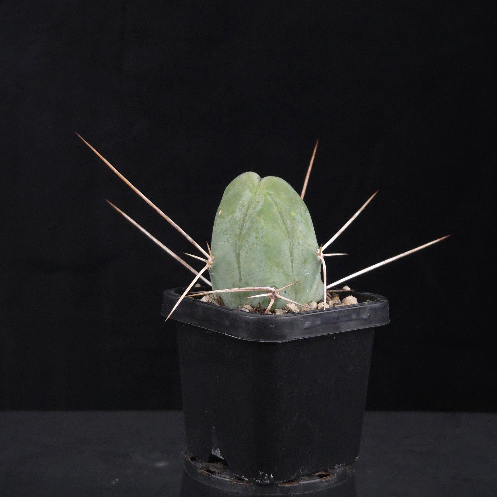 Trichocereus bridgesii f. monstrosa (Penis Cactus)