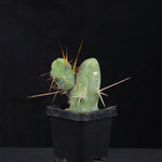 Trichocereus bridgesii f. monstrosa (Penis Cactus)