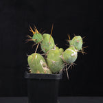 Trichocereus bridgesii f. monstrosa (Penis Cactus)