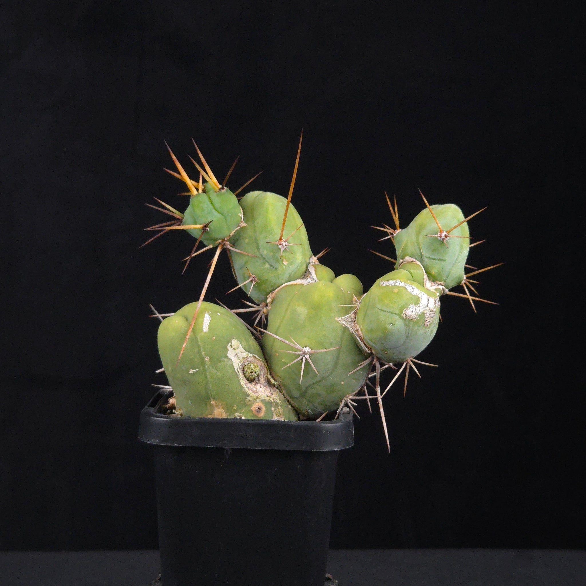 Trichocereus bridgesii f. monstrosa (Penis Cactus)