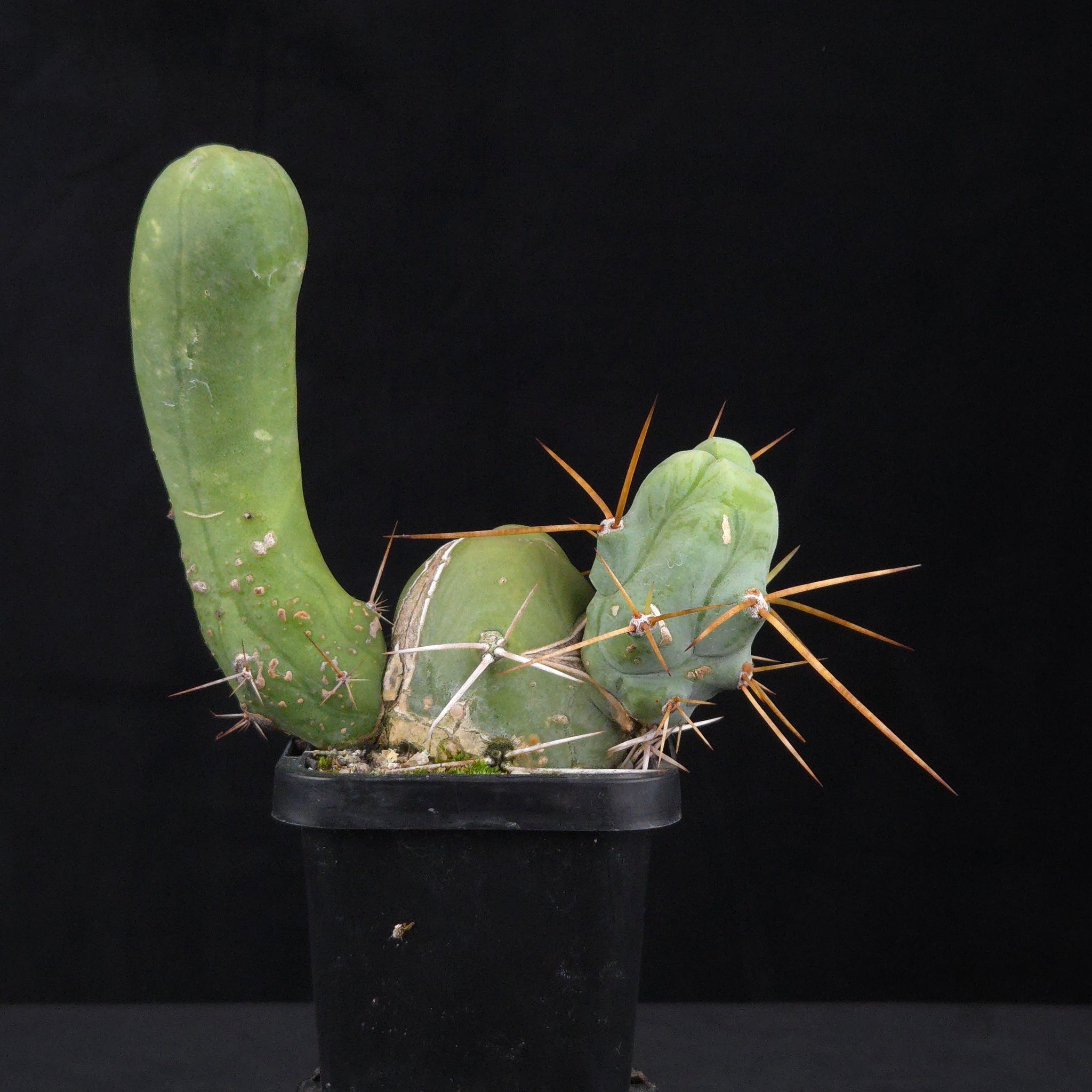 Trichocereus bridgesii f. monstrosa (Penis Cactus)