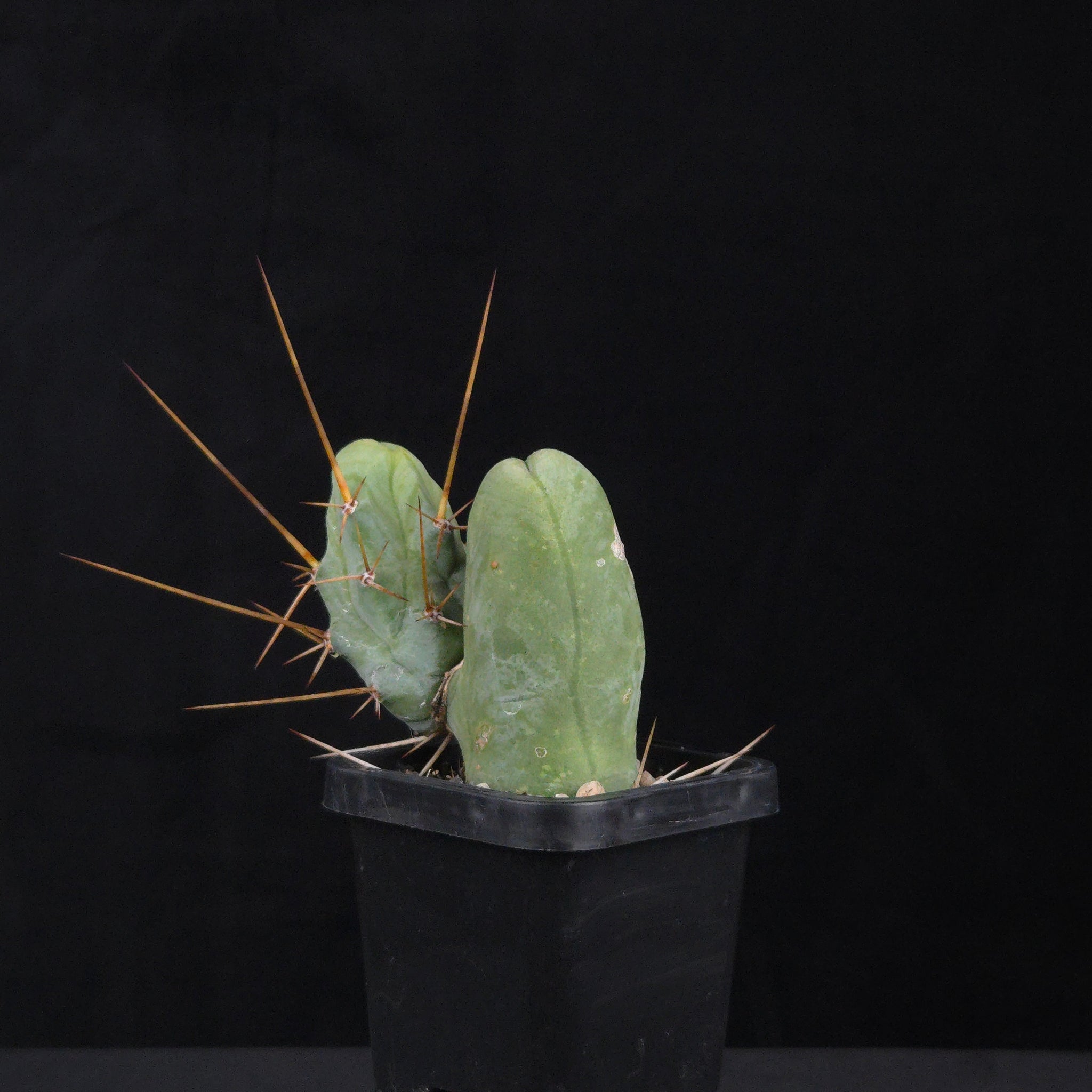 Trichocereus bridgesii f. monstrosa (Penis Cactus)