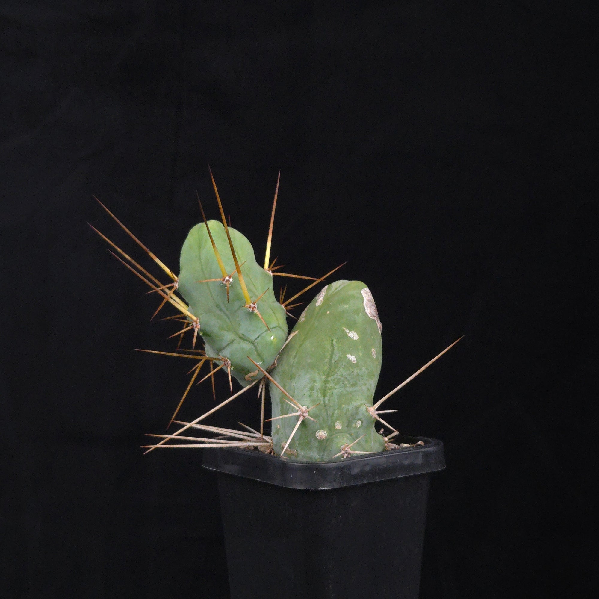 Trichocereus bridgesii f. monstrosa (Penis Cactus)