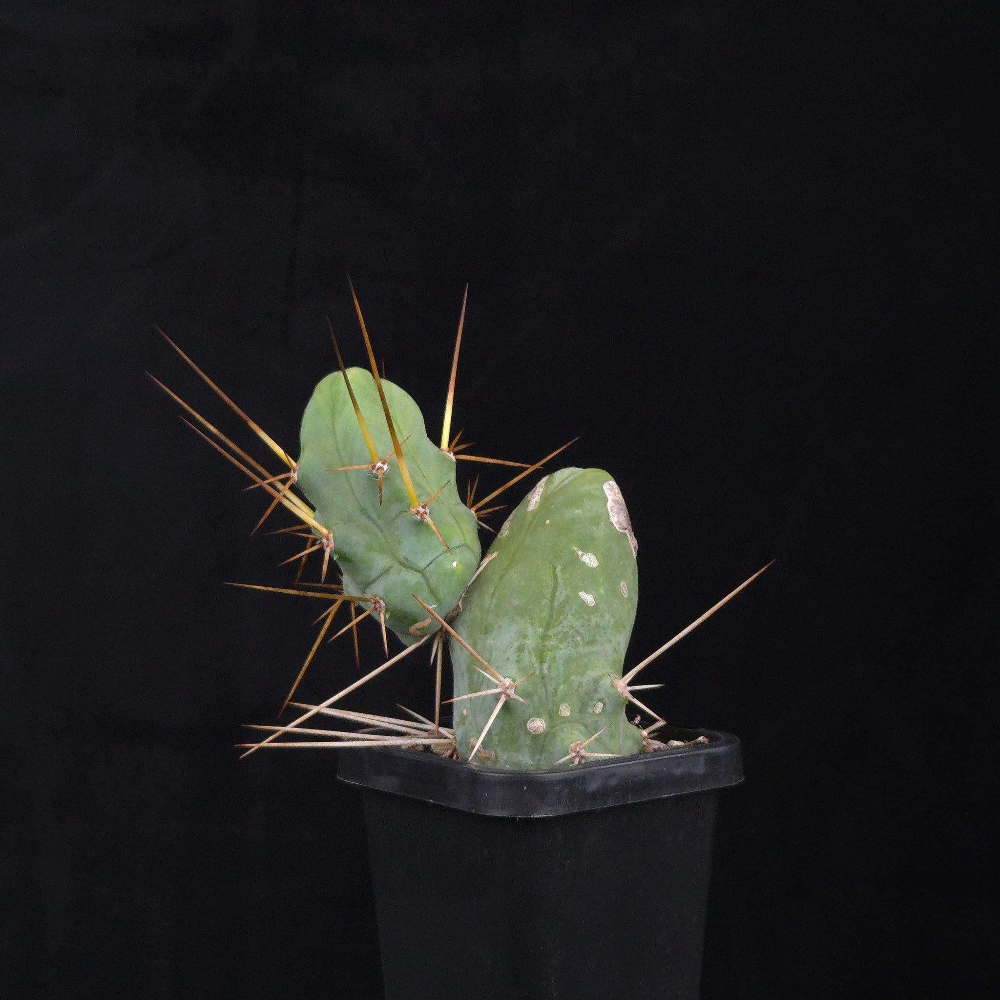 Trichocereus bridgesii f. monstrosa (Penis Cactus)