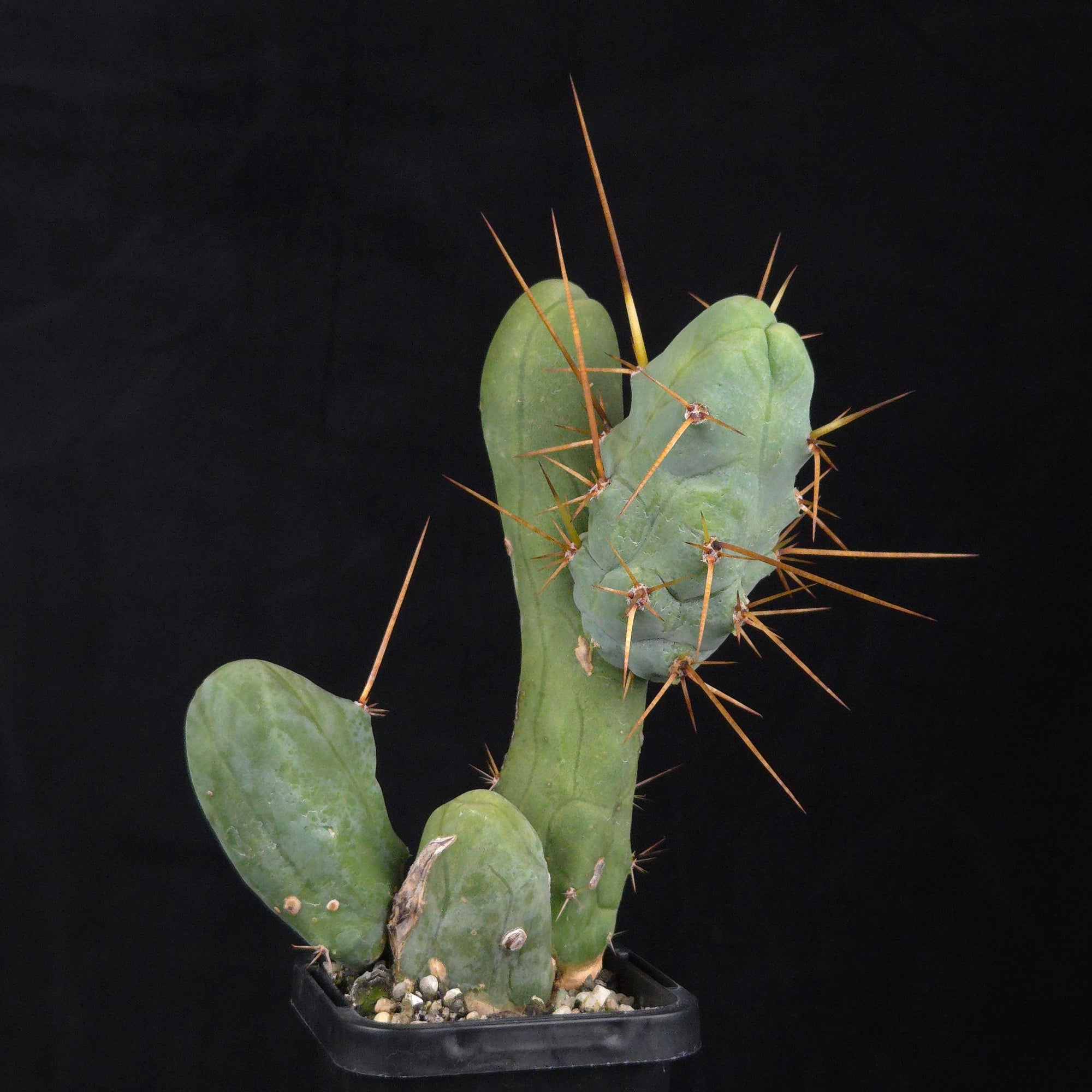 Trichocereus bridgesii f. monstrosa (Penis Cactus)