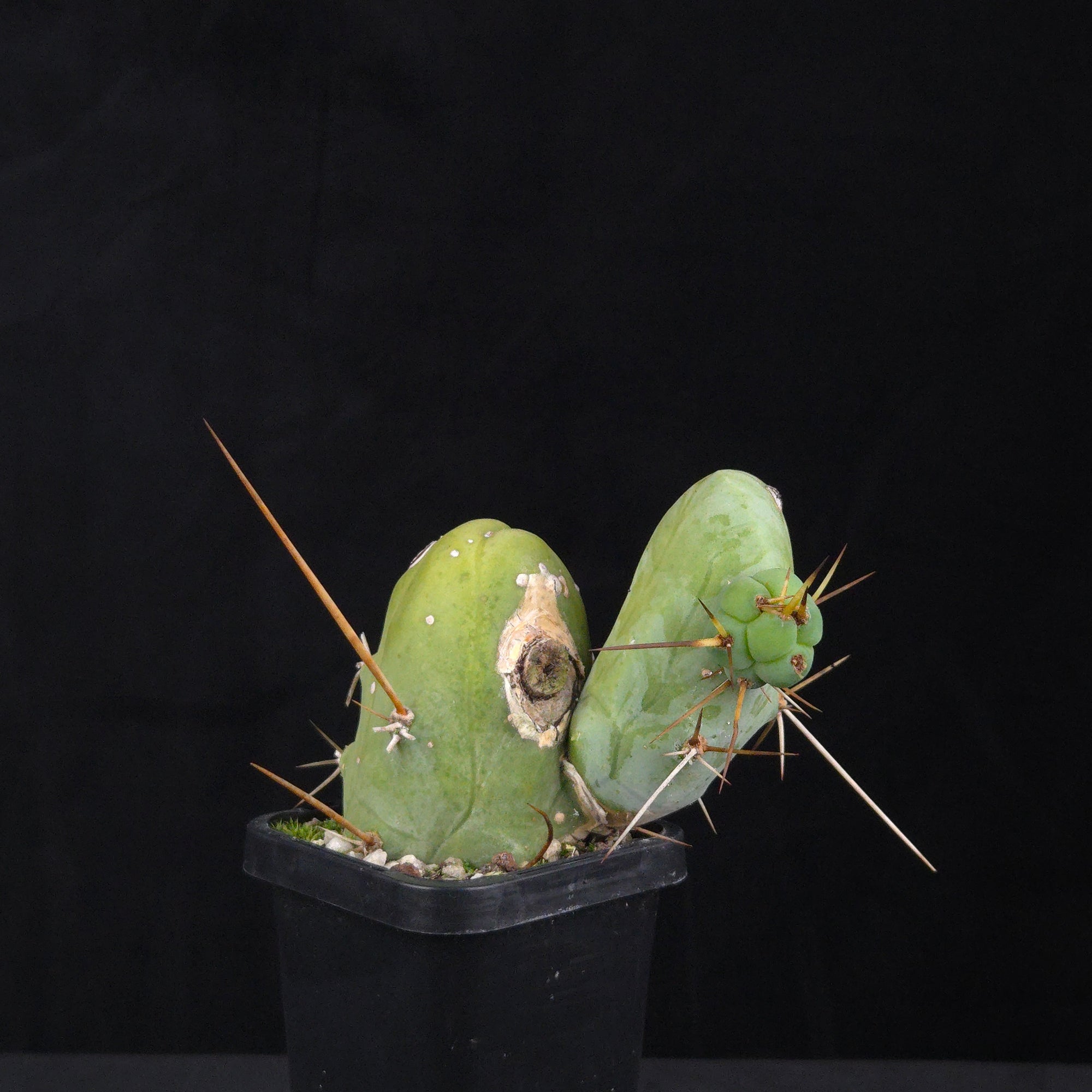 Trichocereus bridgesii f. monstrosa (Penis Cactus)