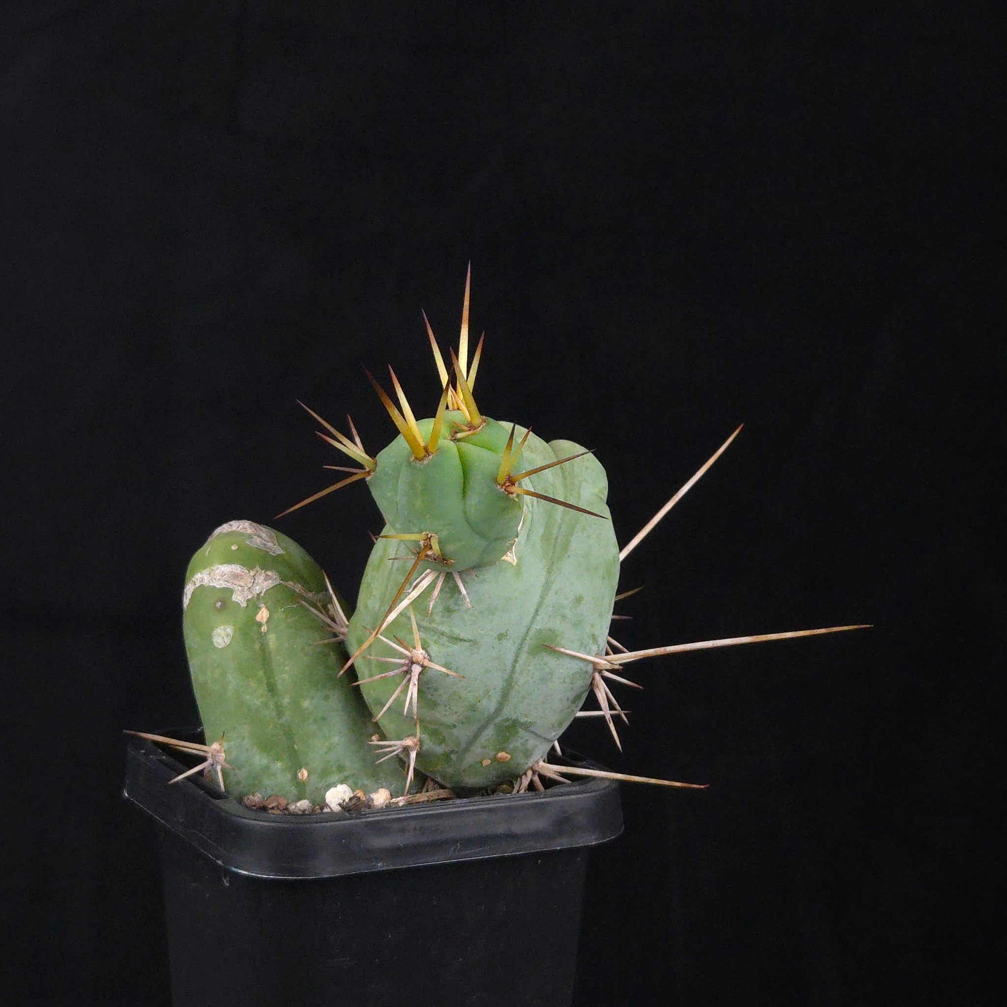 Trichocereus bridgesii f. monstrosa (Penis Cactus)